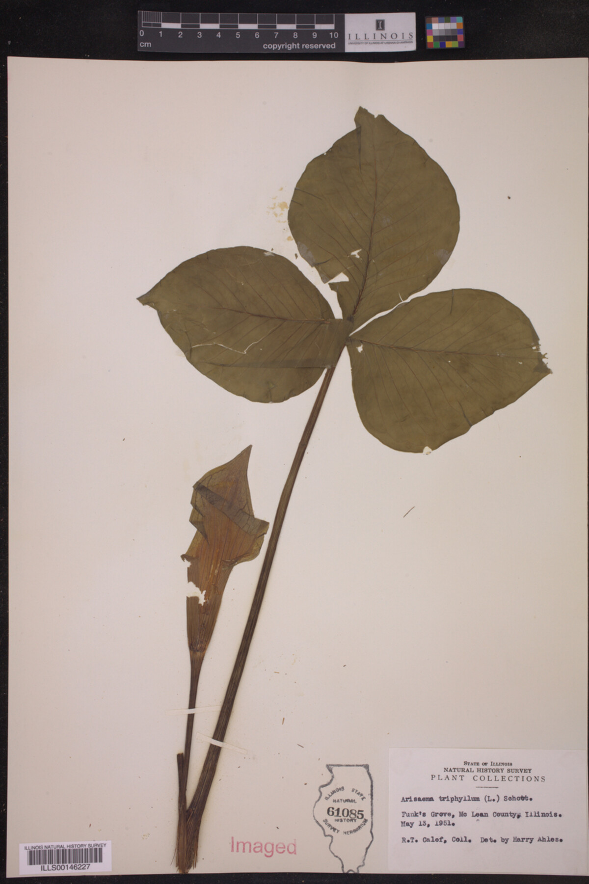 Araceae image