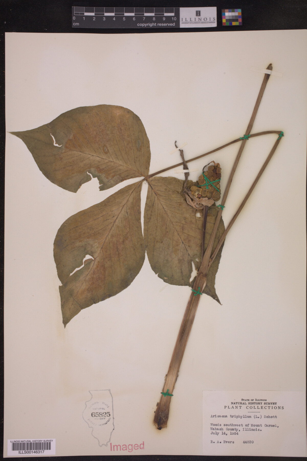 Arisaema triphyllum image