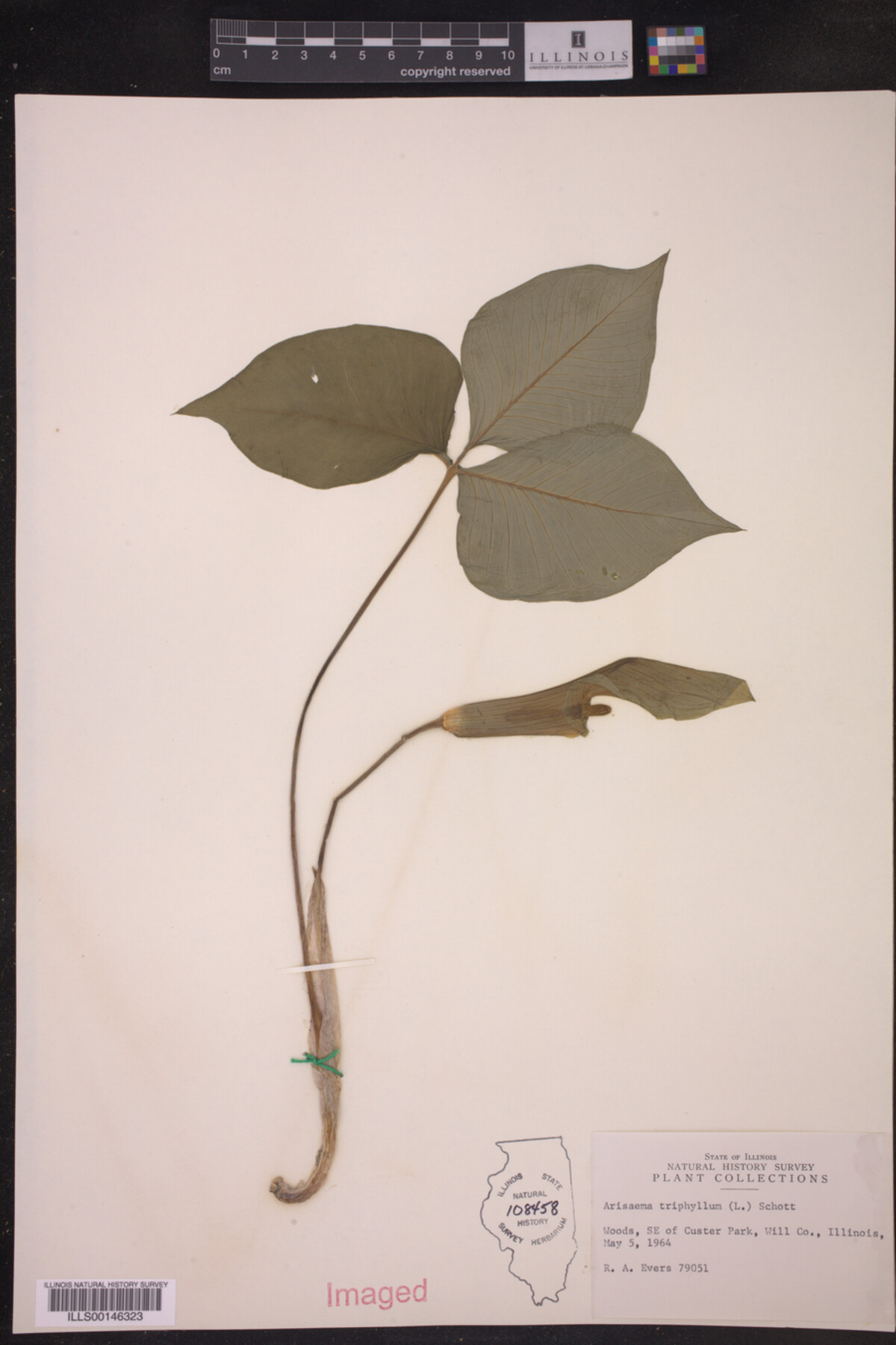 Araceae image