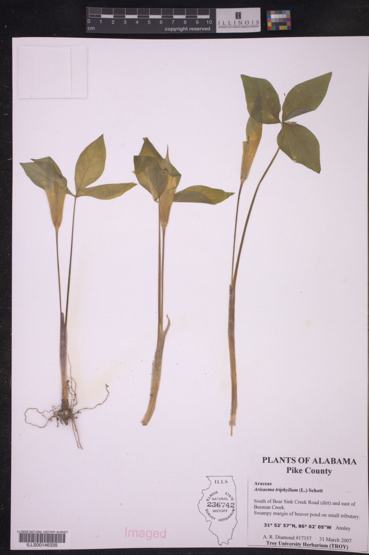 Arisaema triphyllum image