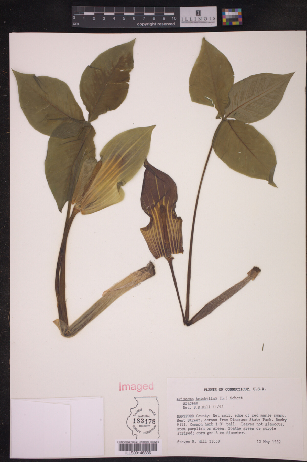 Arisaema triphyllum image