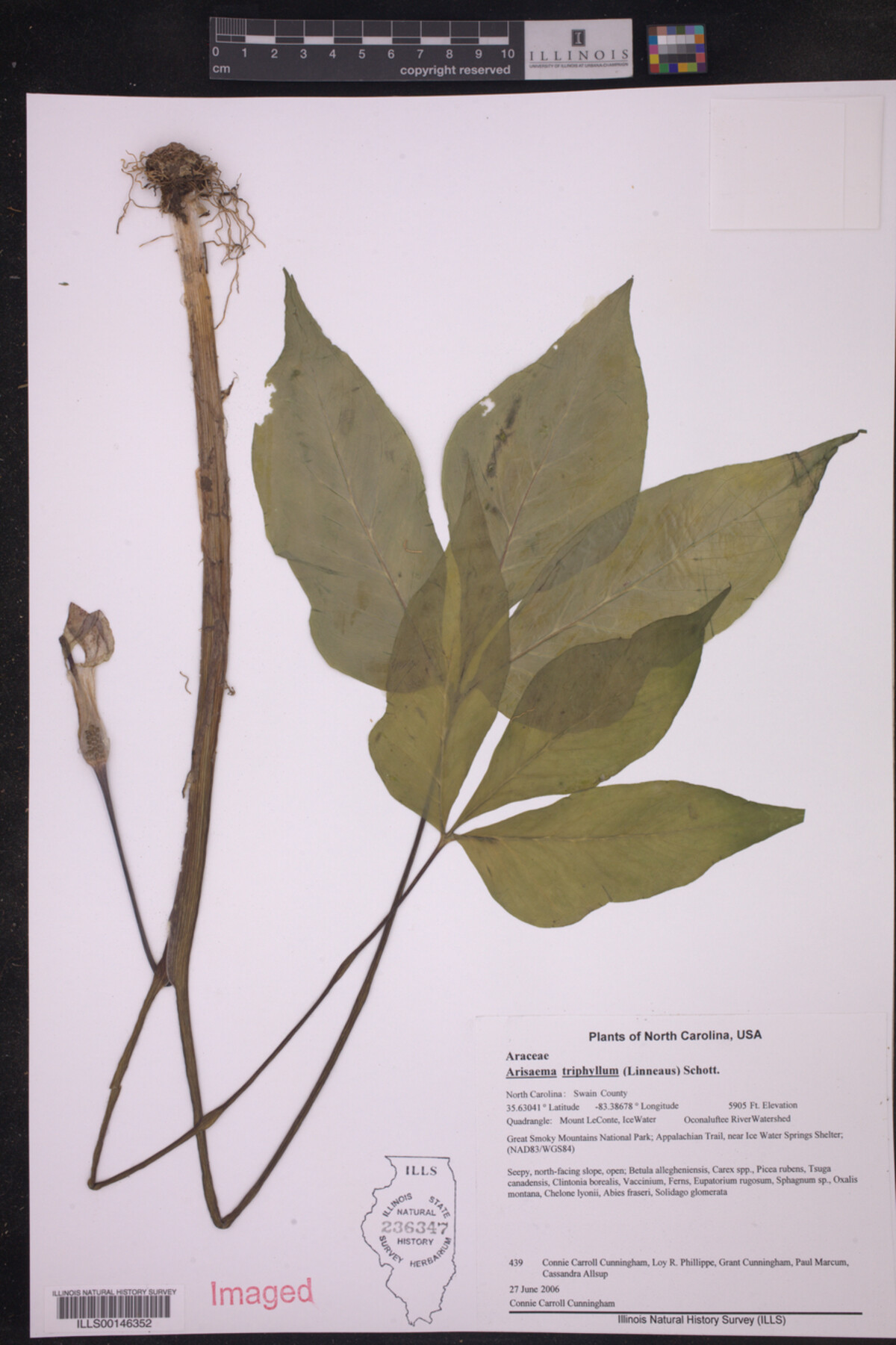 Arisaema triphyllum image