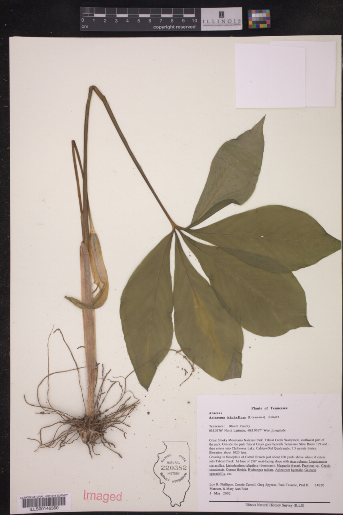 Arisaema triphyllum image