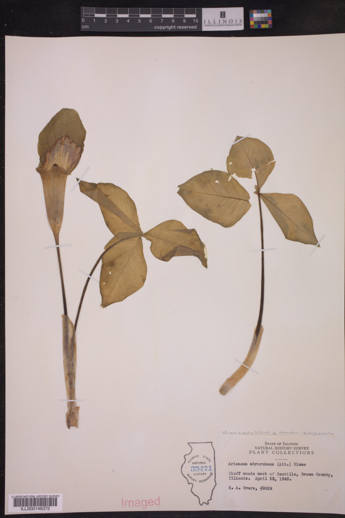 Araceae image