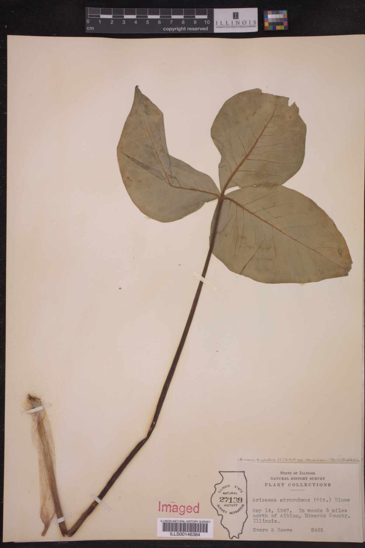 Arisaema triphyllum ssp. stewardsonii image