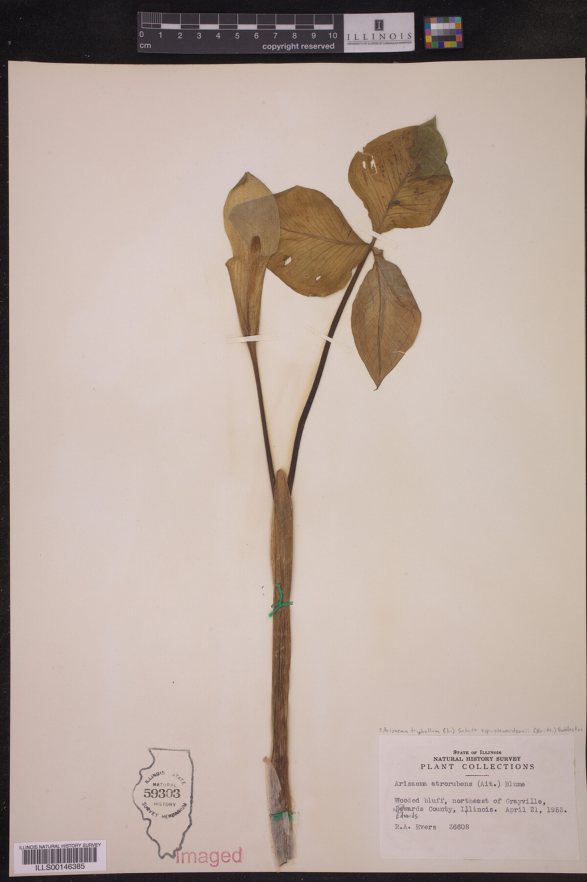 Arisaema triphyllum ssp. stewardsonii image