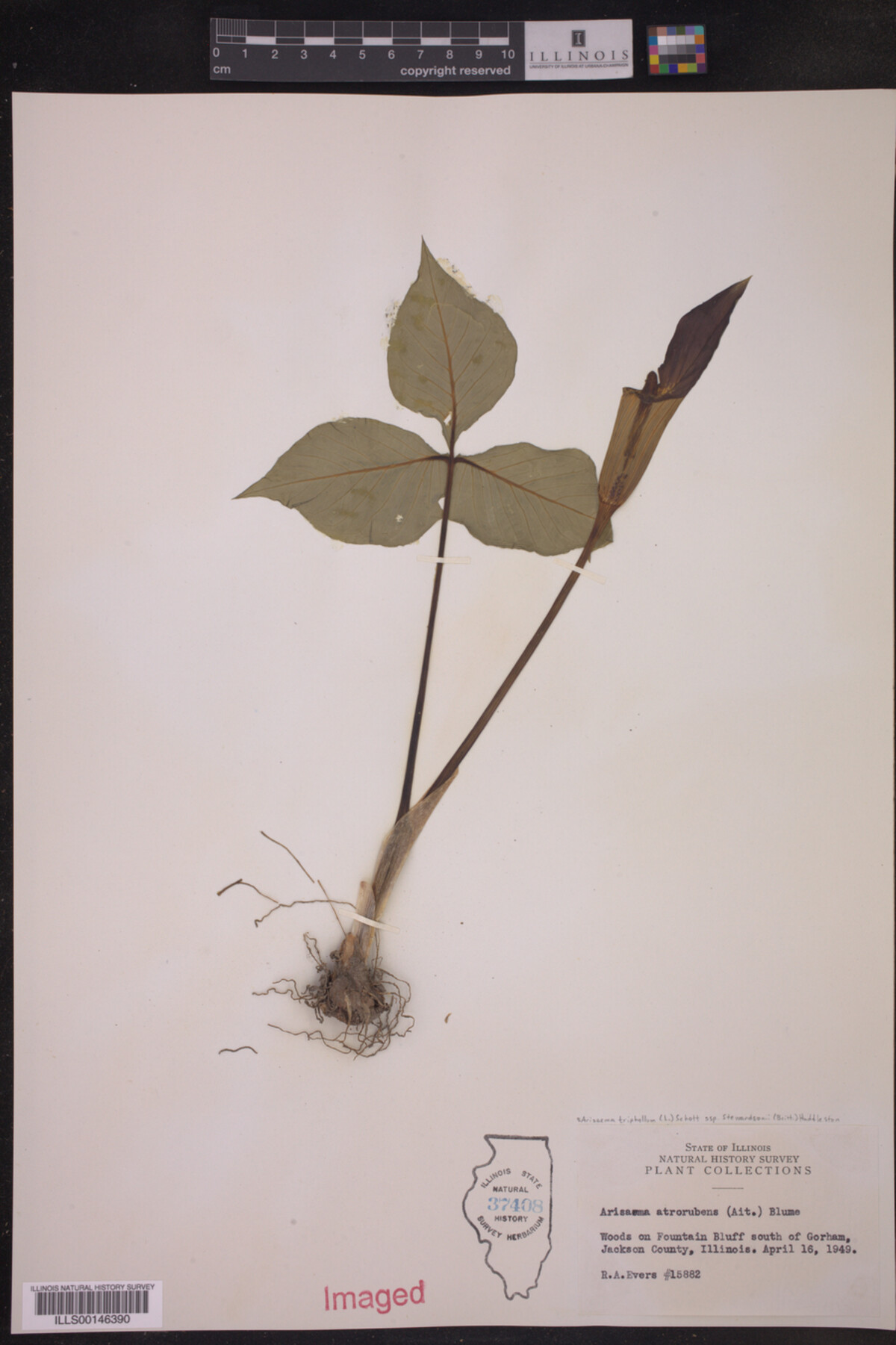 Arisaema triphyllum ssp. stewardsonii image