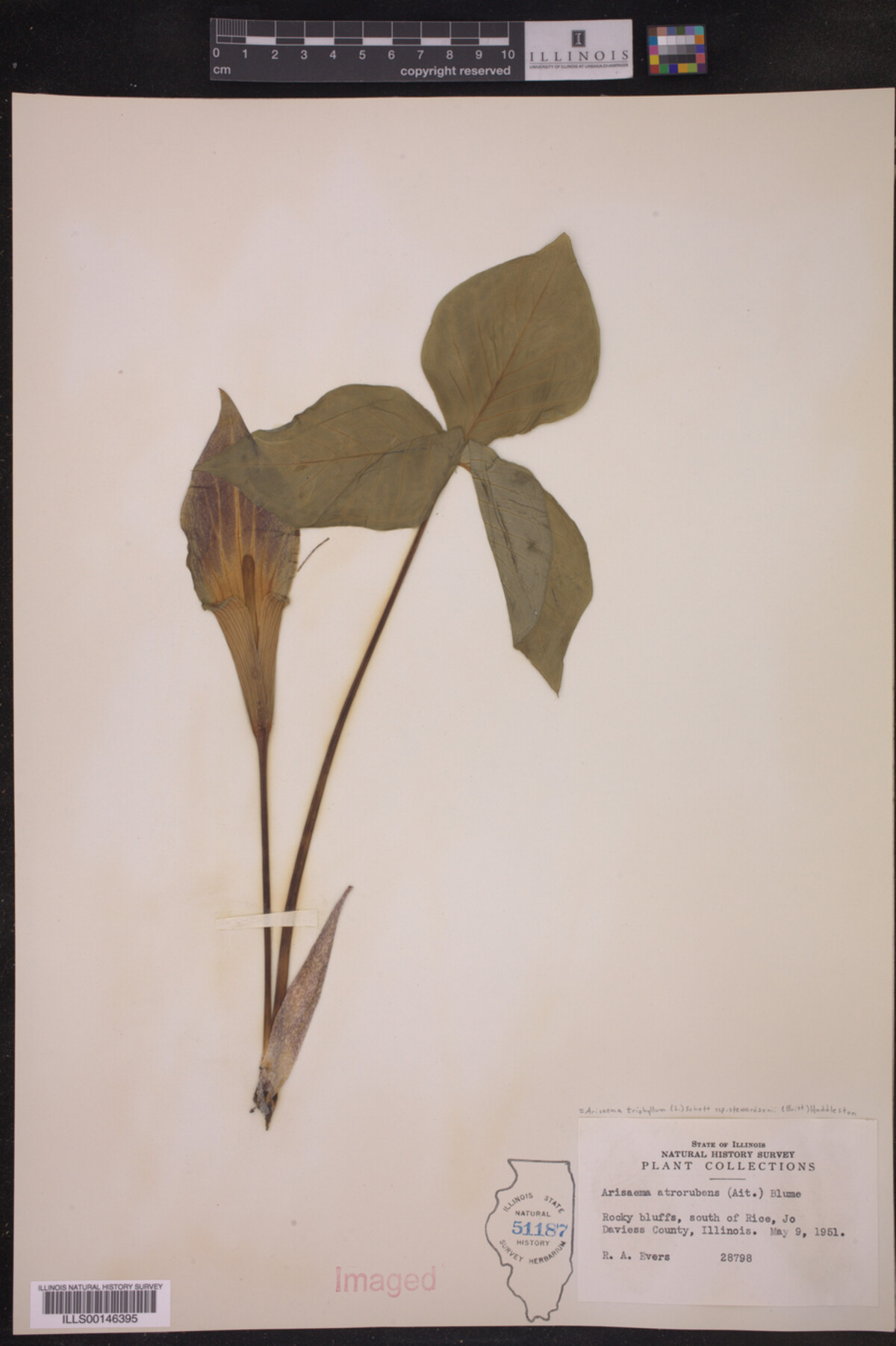 Arisaema triphyllum ssp. stewardsonii image