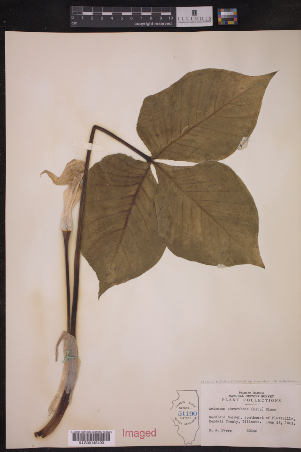 Araceae image