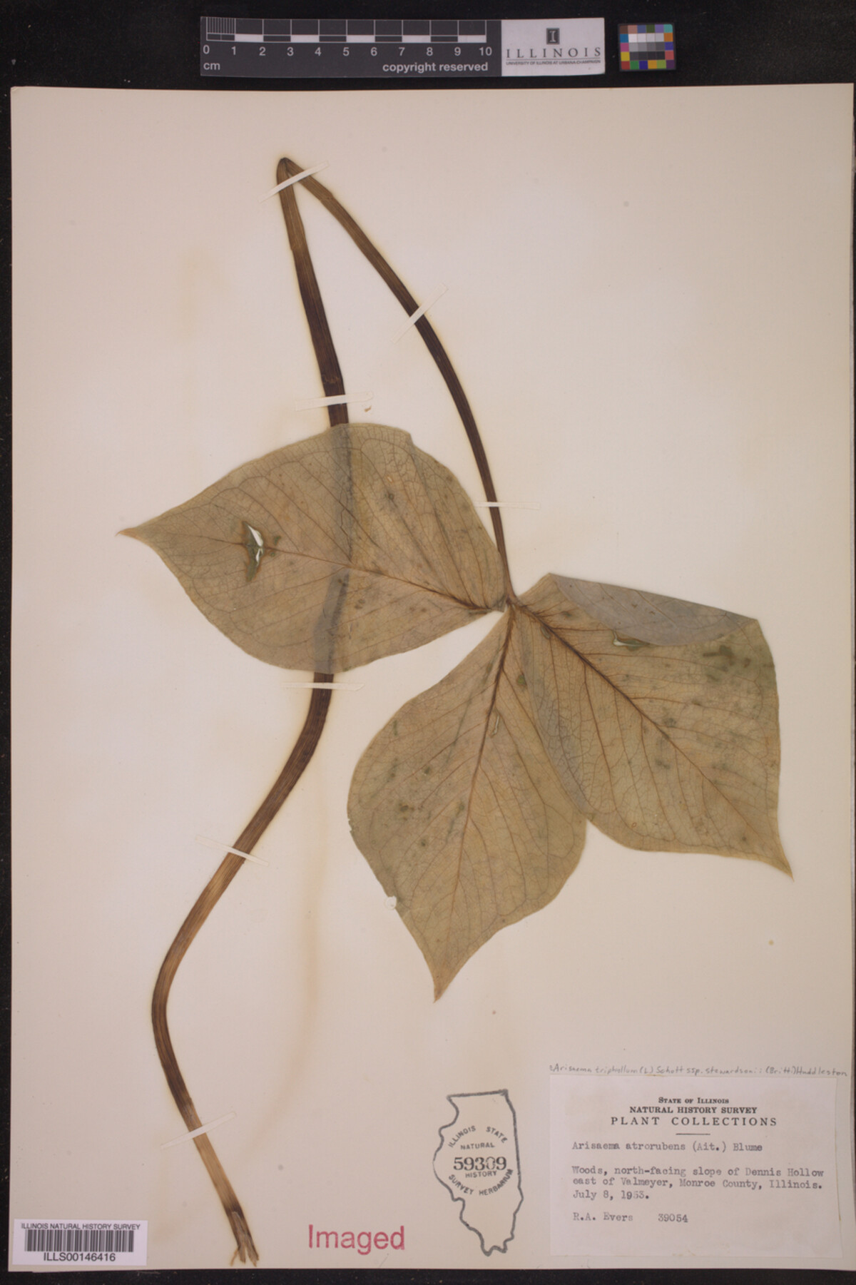 Araceae image