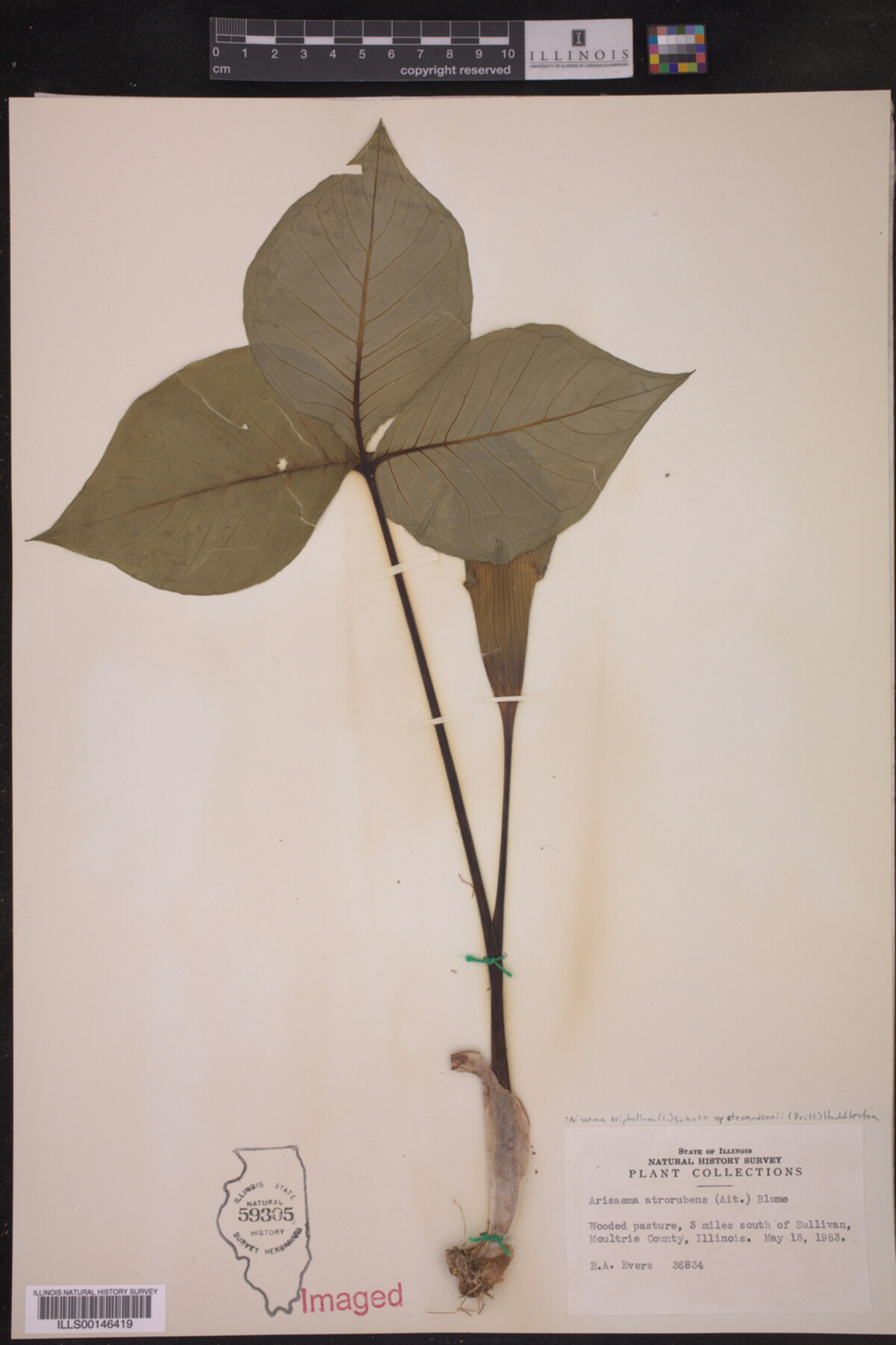 Arisaema triphyllum ssp. stewardsonii image