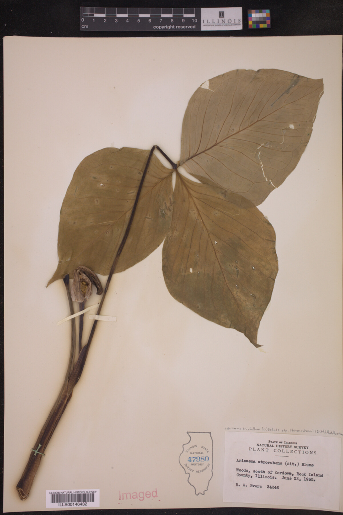 Arisaema triphyllum ssp. stewardsonii image