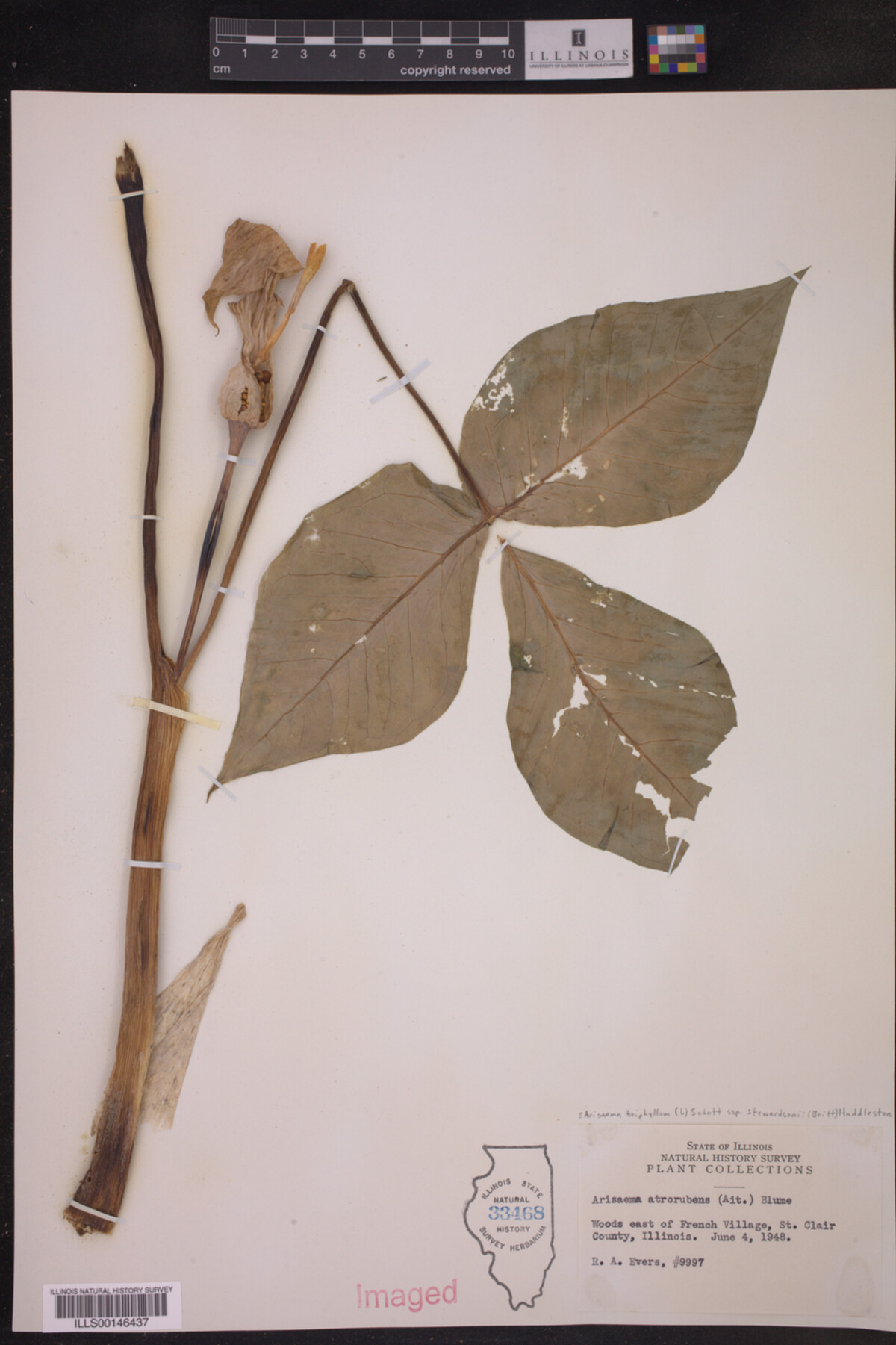 Arisaema triphyllum ssp. stewardsonii image