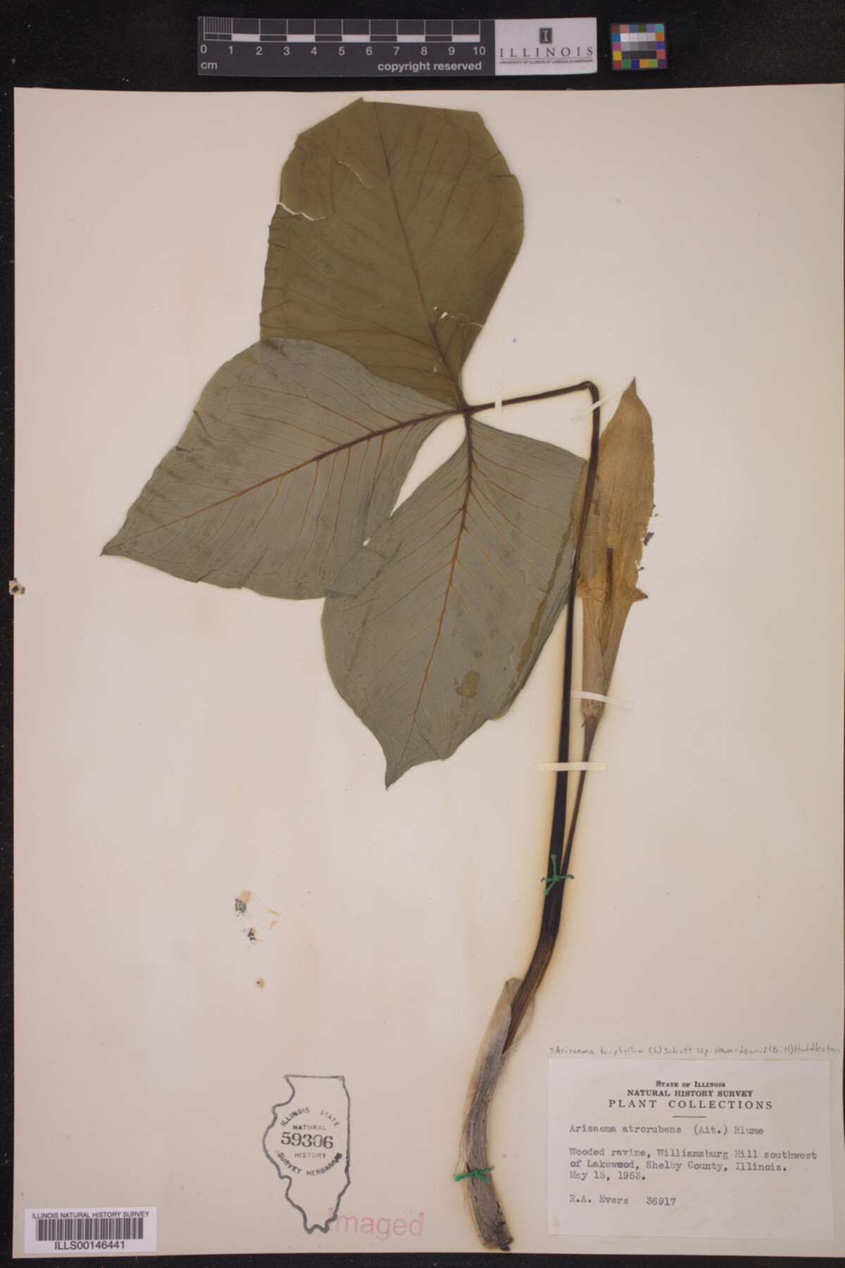 Arisaema triphyllum ssp. stewardsonii image