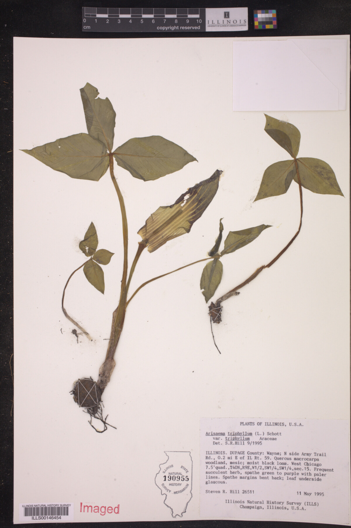Araceae image