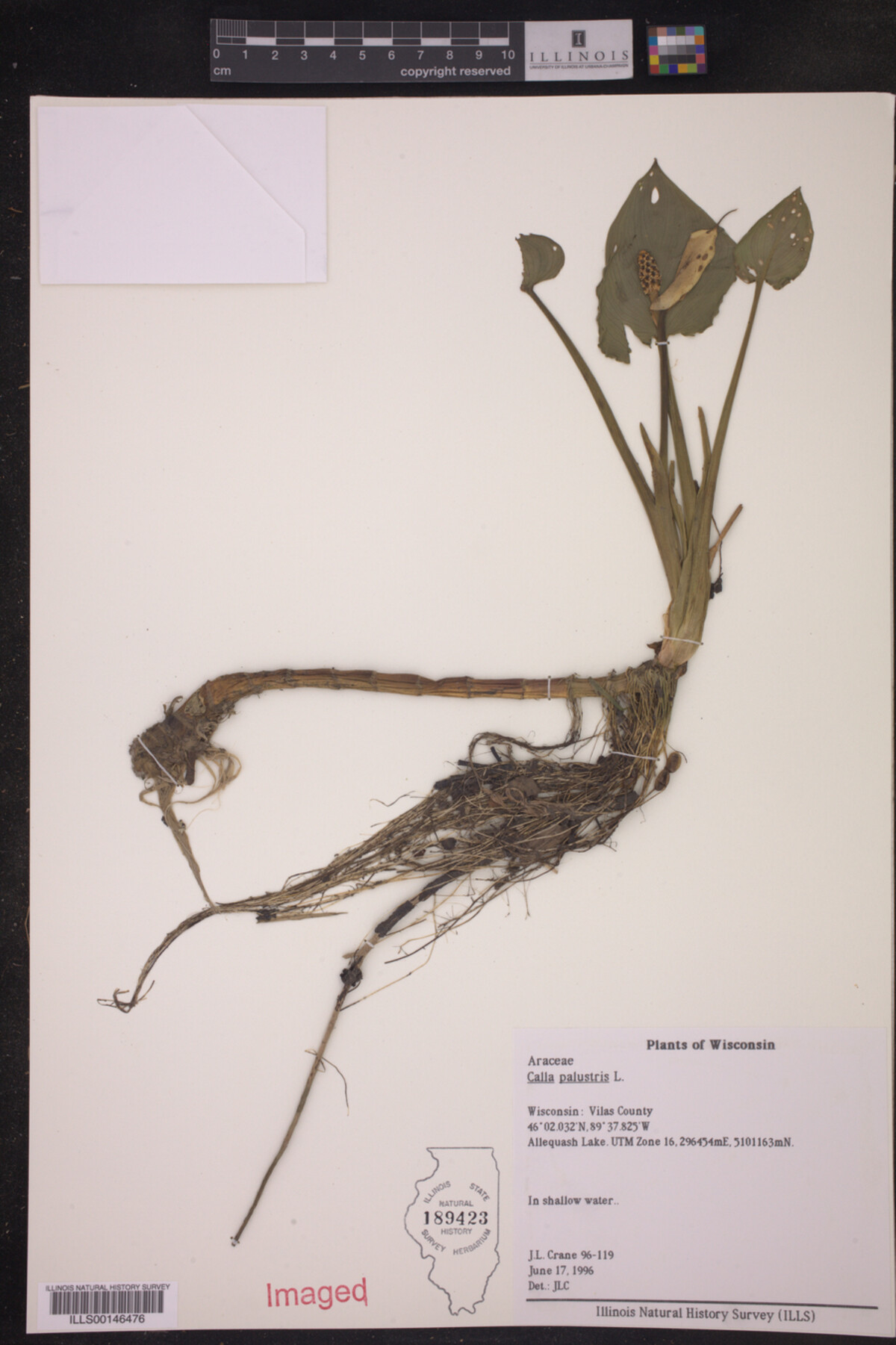 Calla image