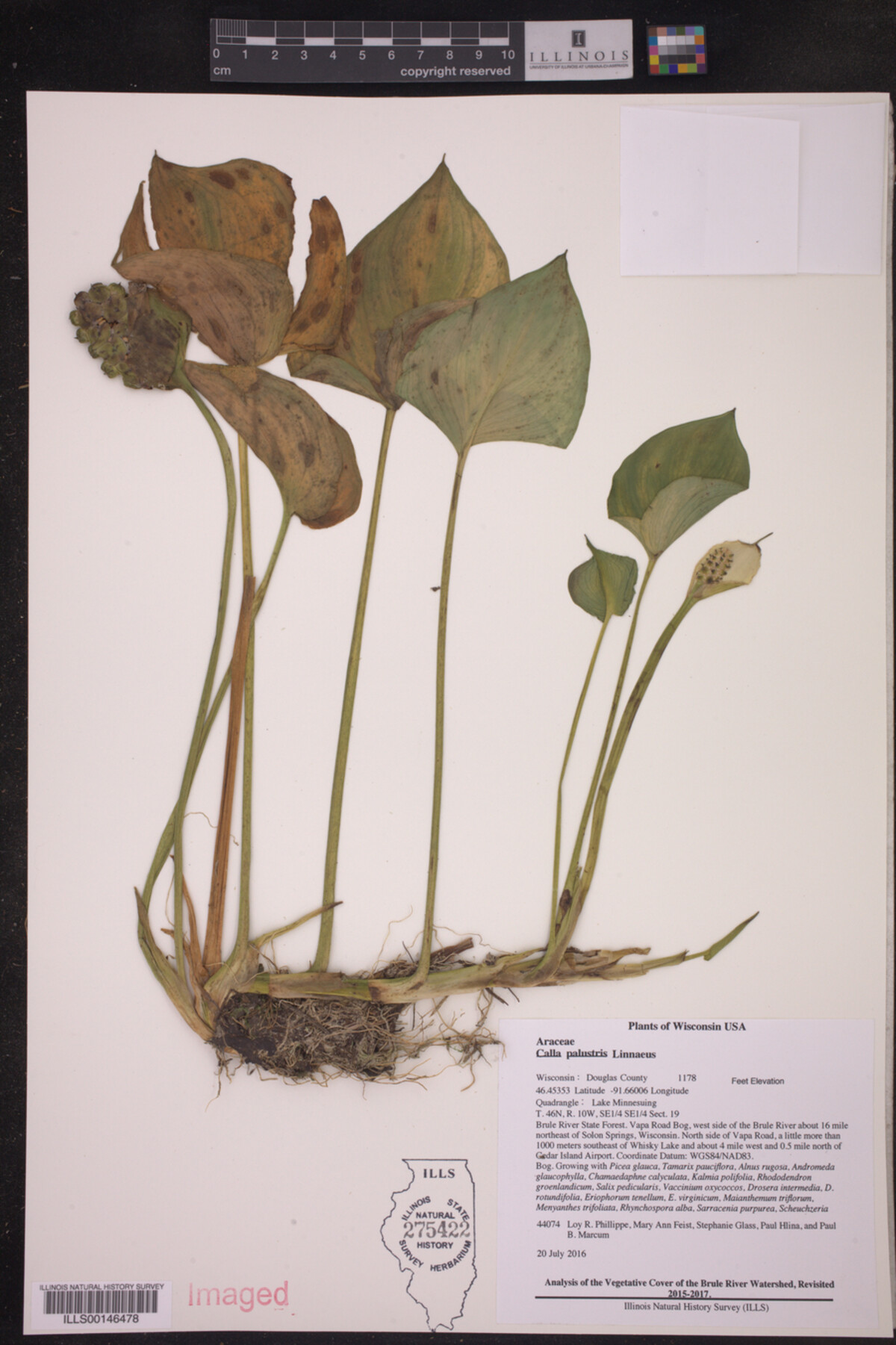 Calla image