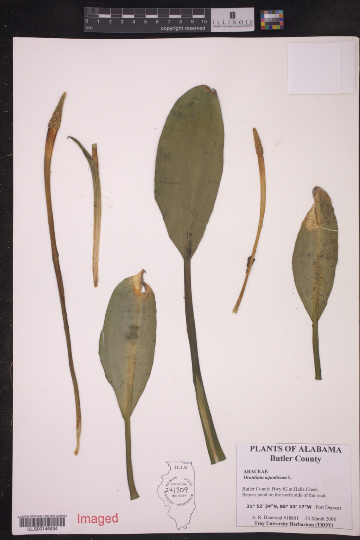 Orontium aquaticum image