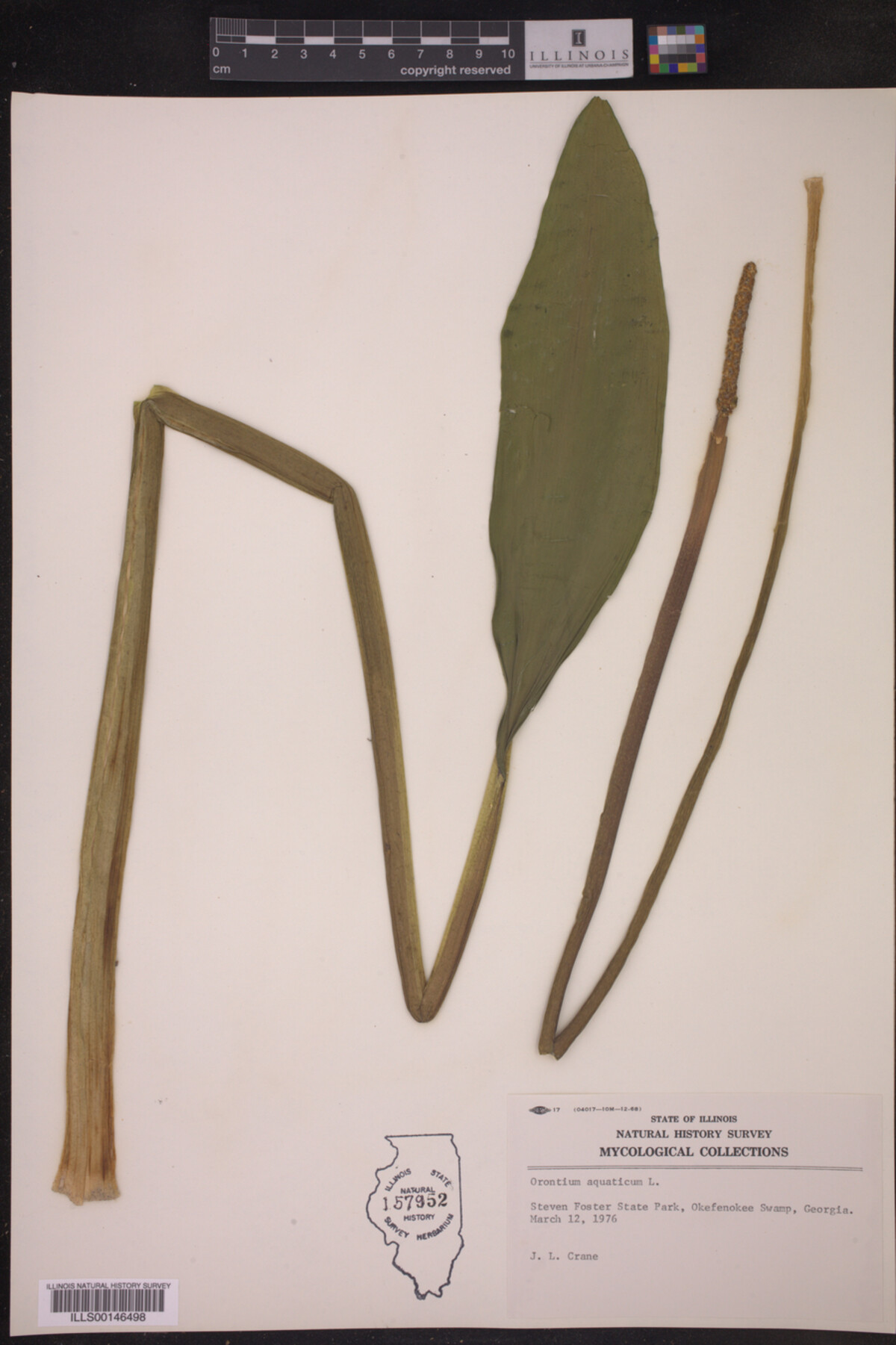 Orontium aquaticum image