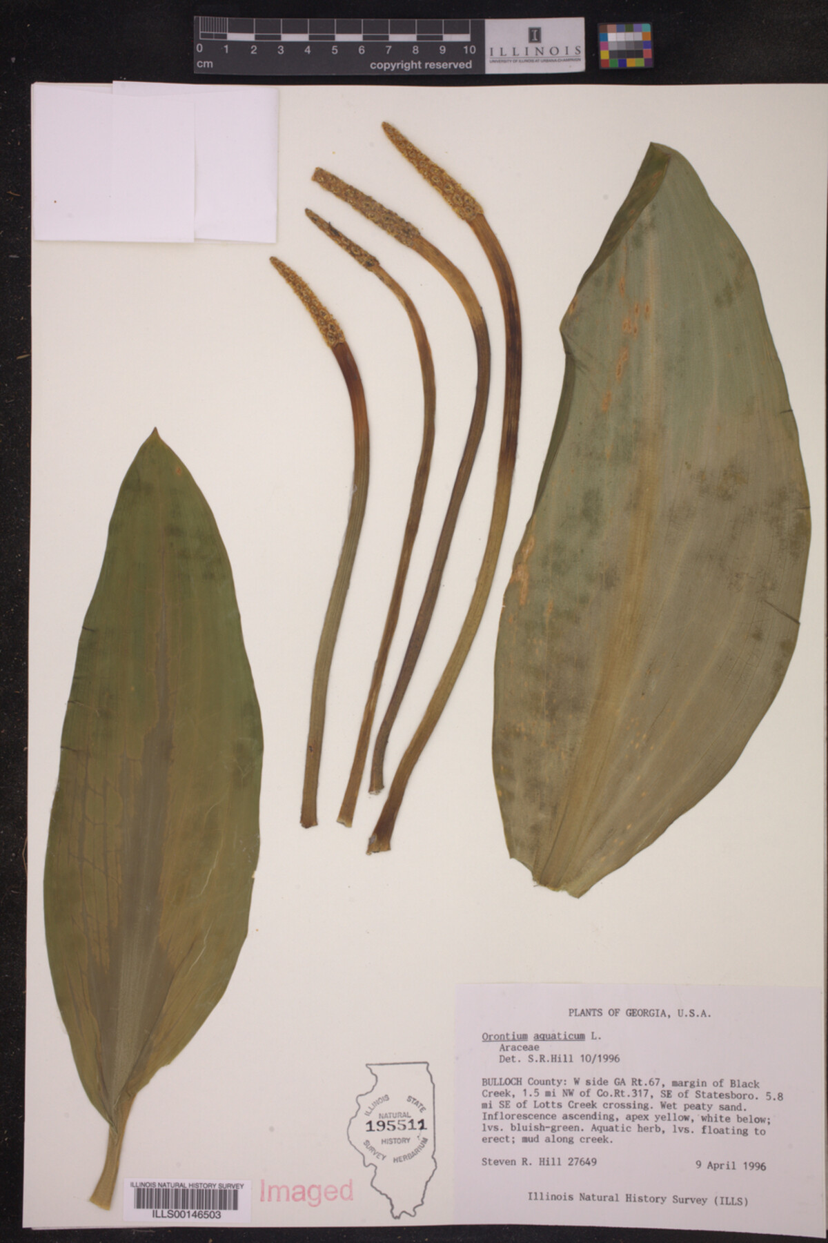 Orontium aquaticum image
