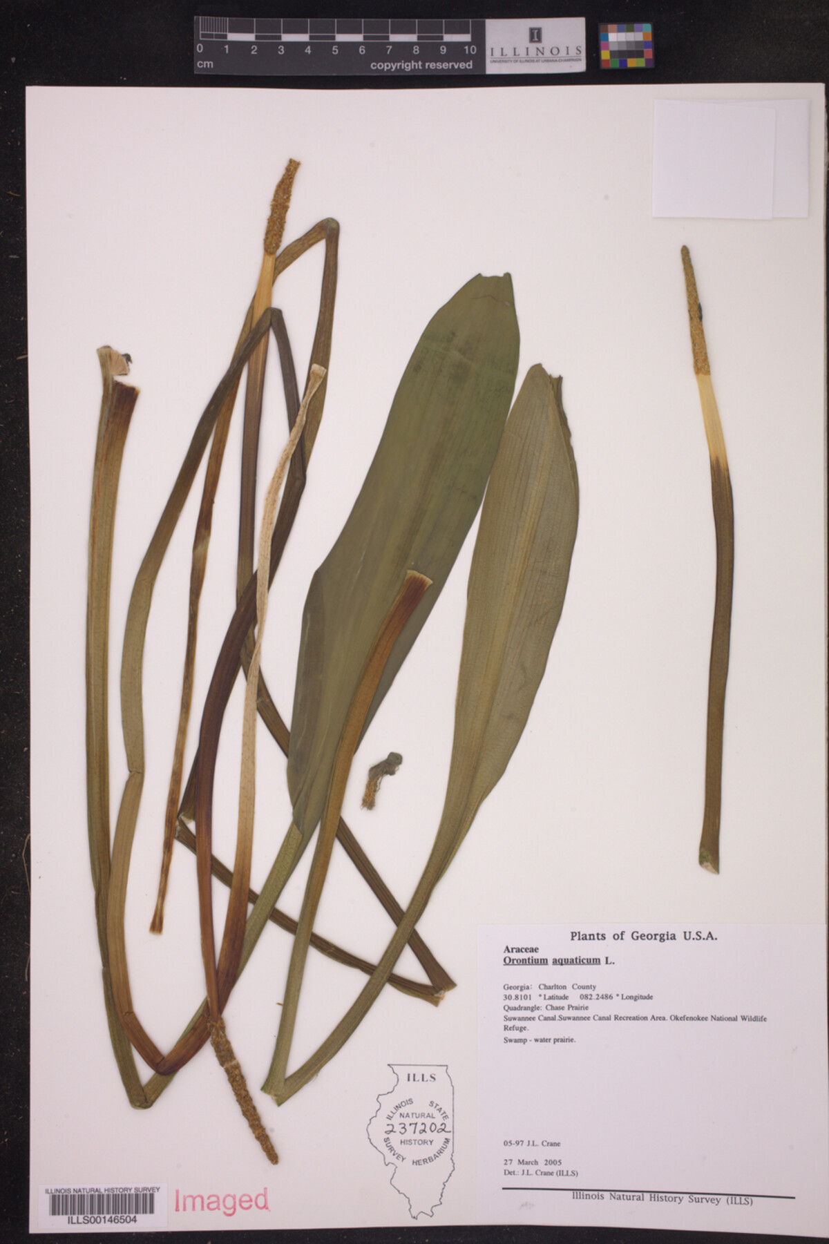 Araceae image