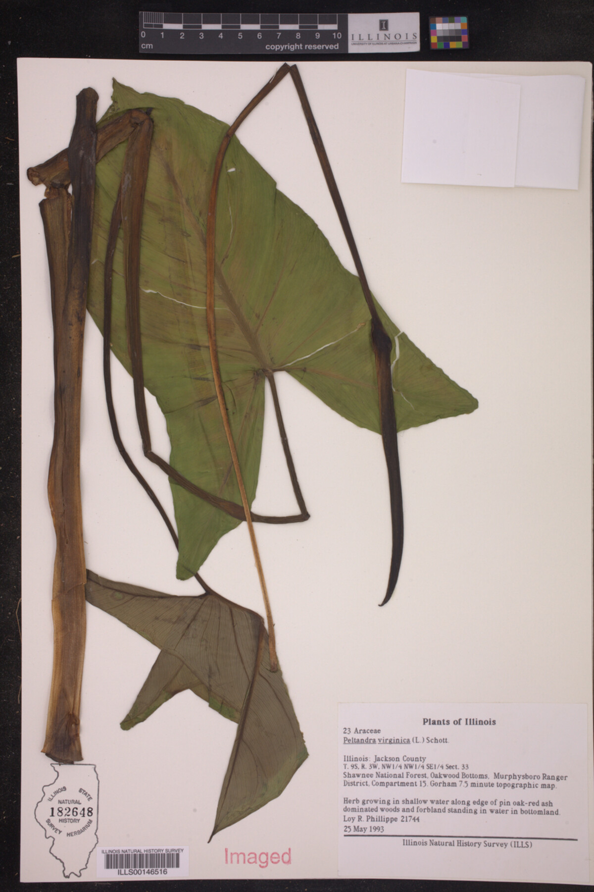 Peltandra virginica image