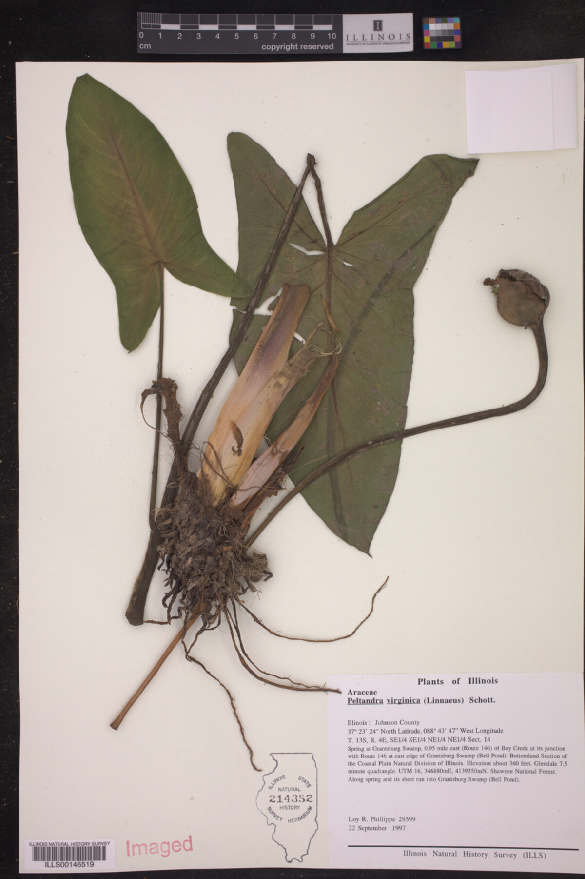 Peltandra virginica image