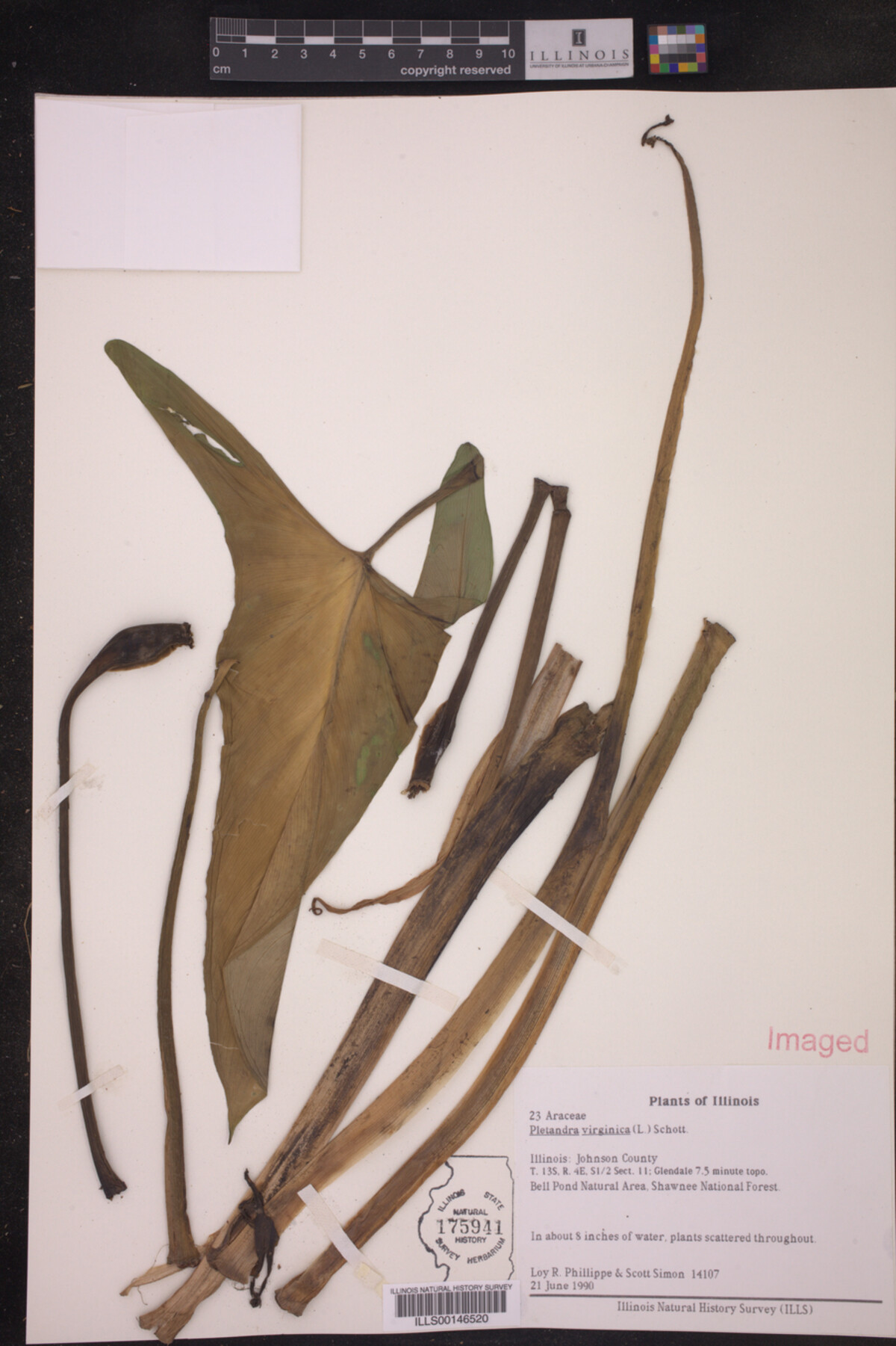 Peltandra virginica image