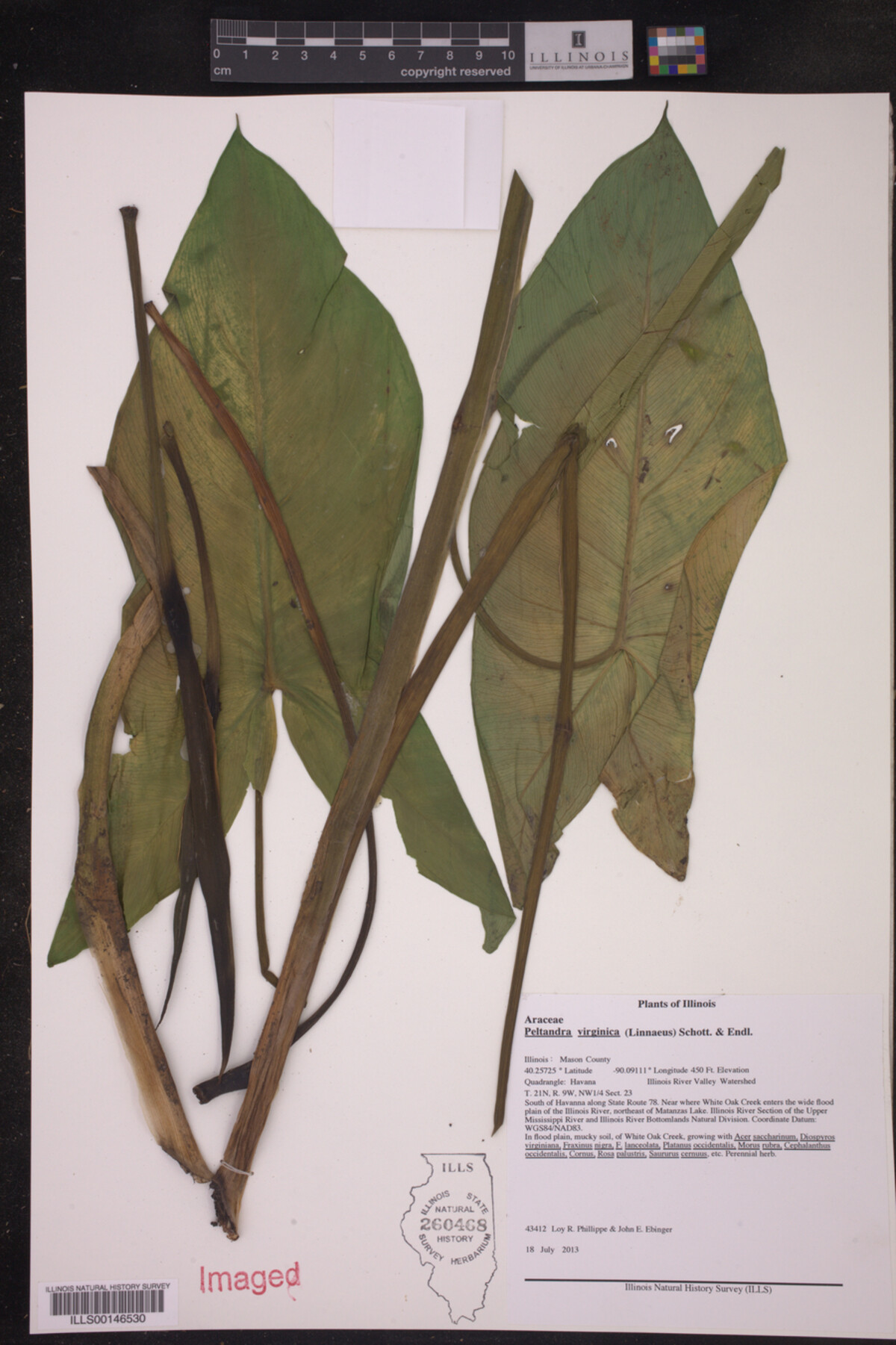 Peltandra virginica image