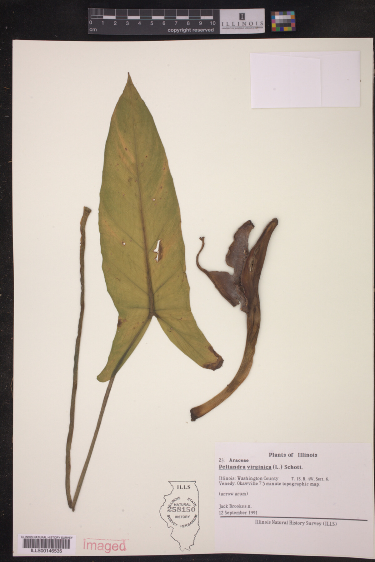 Peltandra virginica image