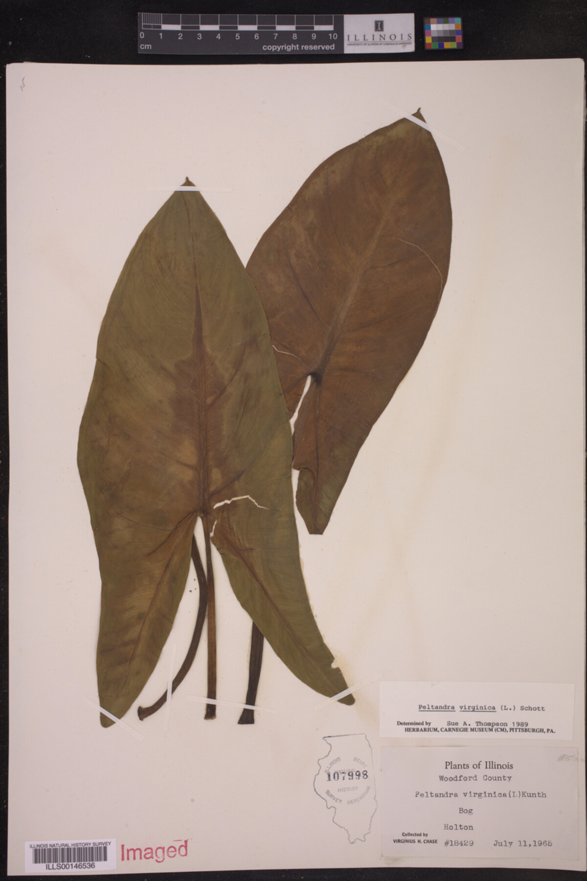 Peltandra virginica image