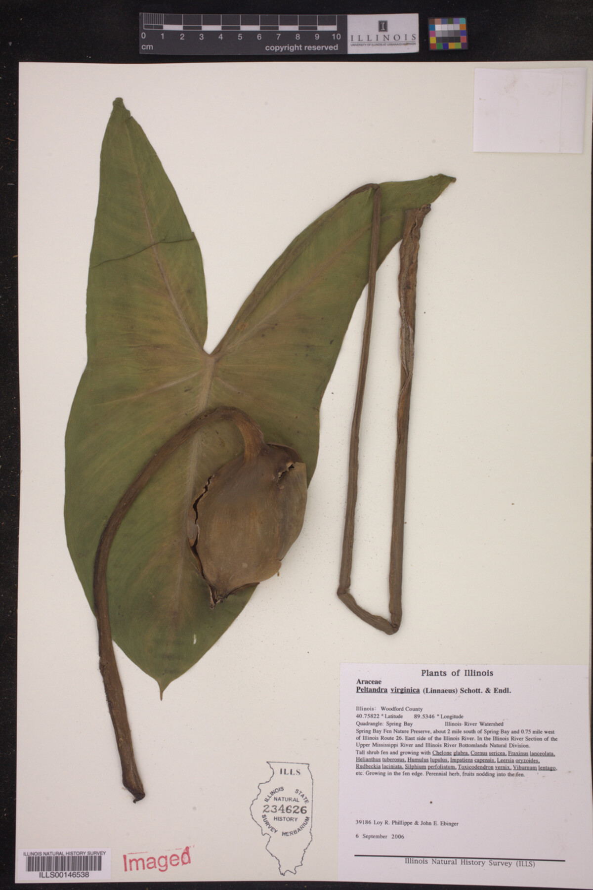 Peltandra virginica image