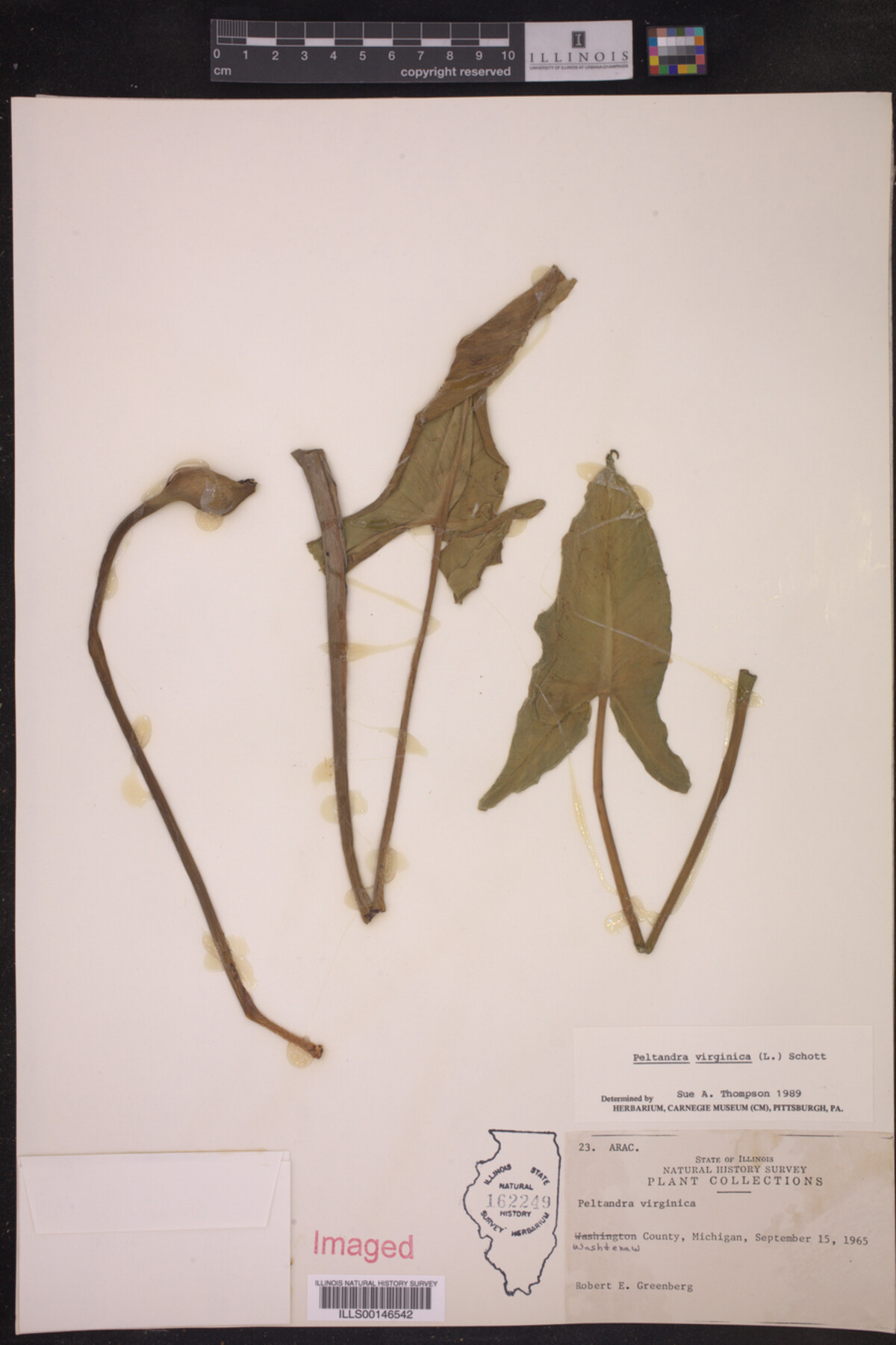 Peltandra virginica image