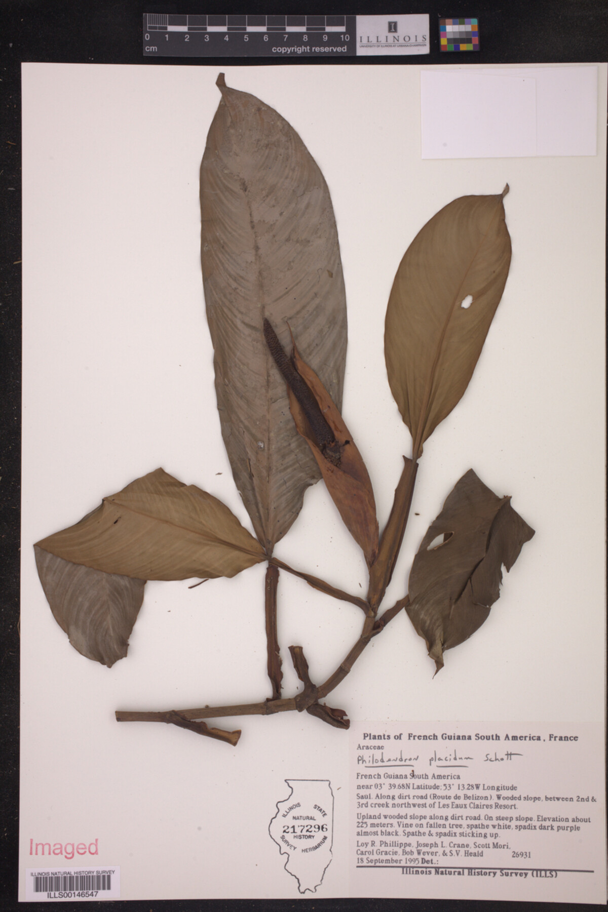 Philodendron placidum image