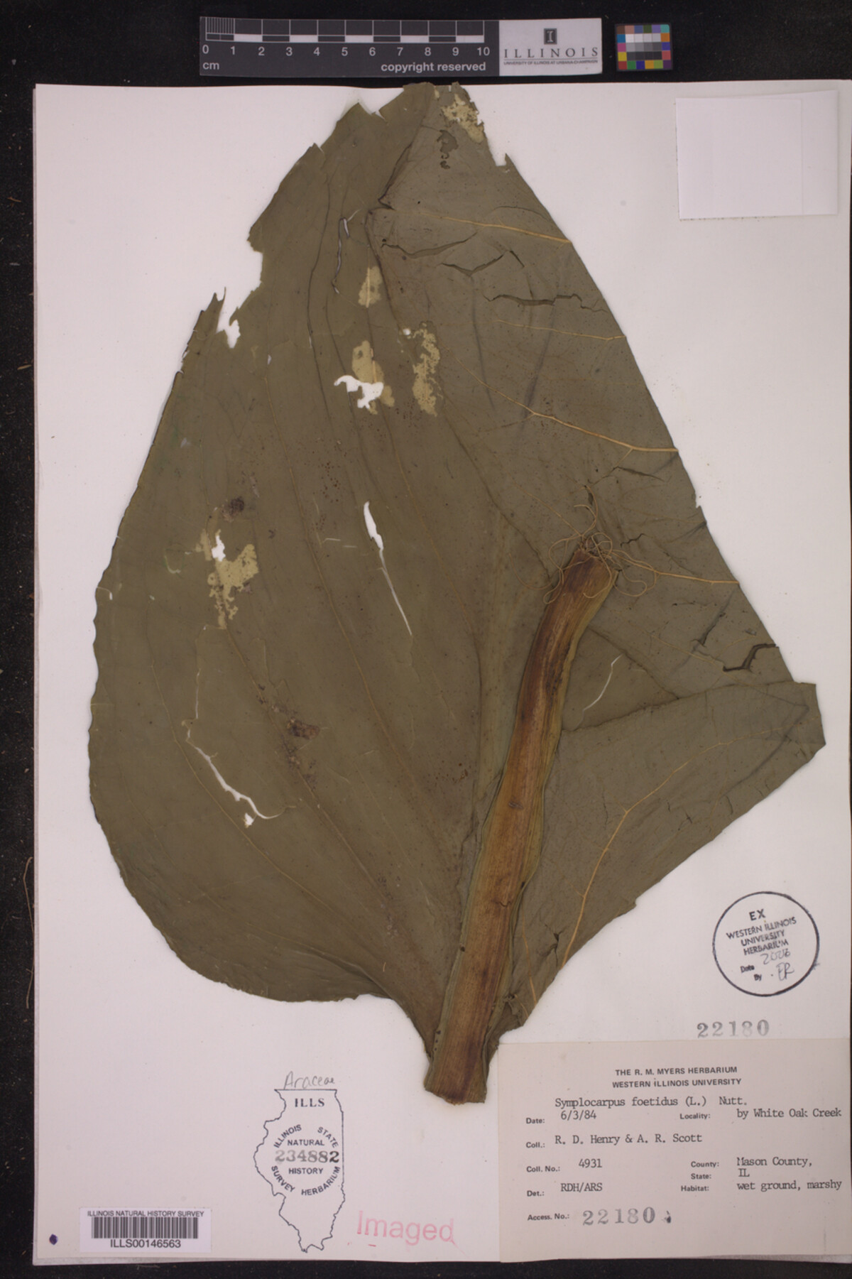 Symplocarpus foetidus image