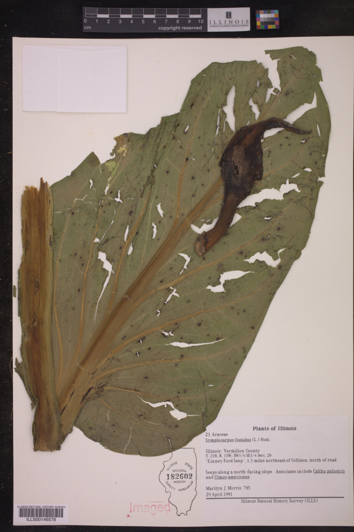 Symplocarpus image