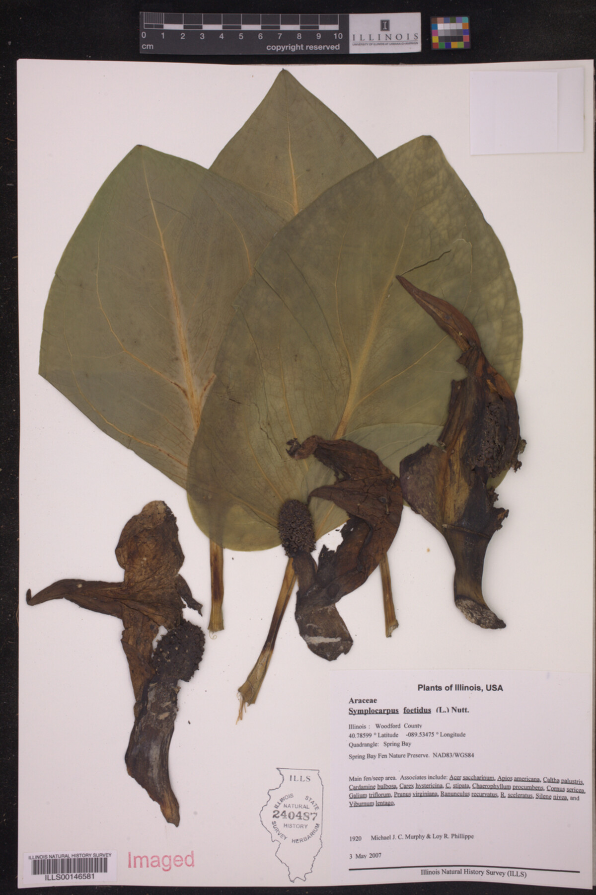 Symplocarpus foetidus image
