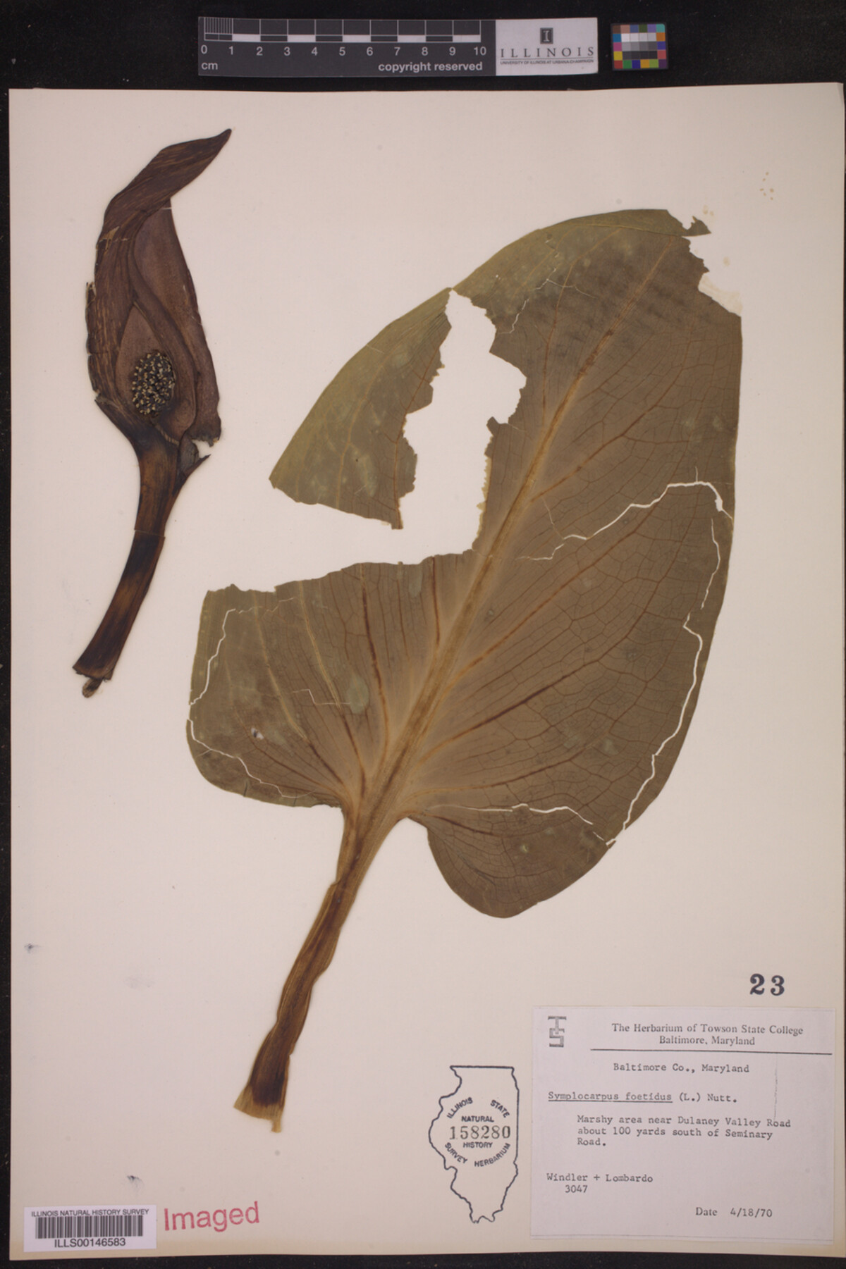 Araceae image