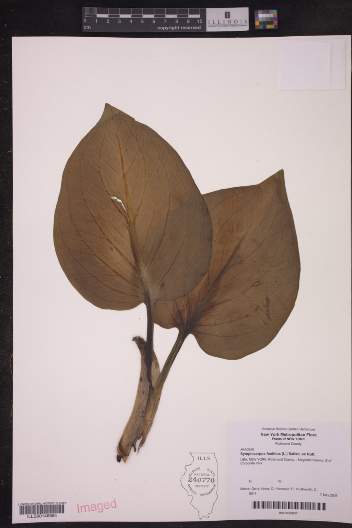 Symplocarpus foetidus image