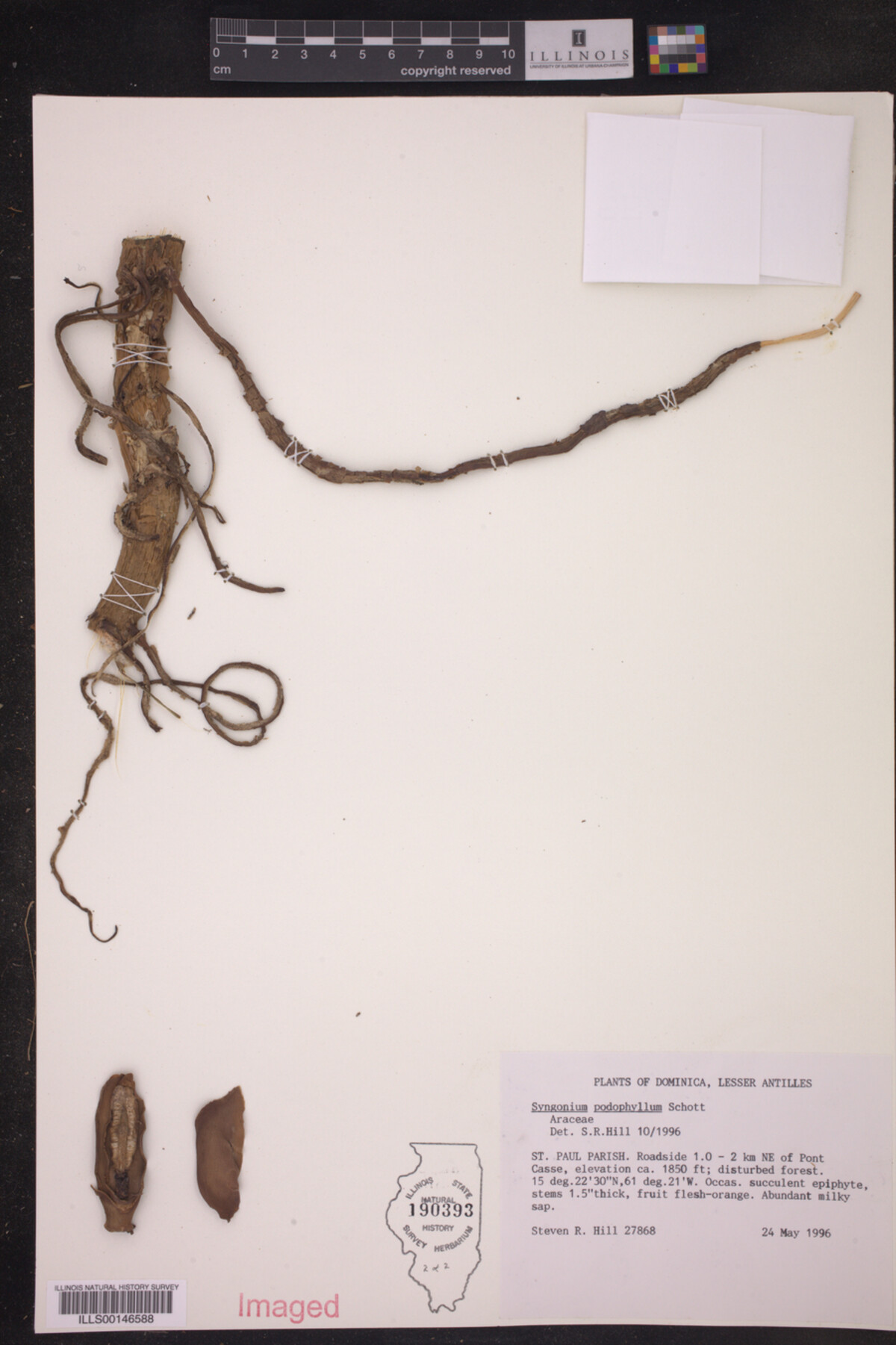 Syngonium podophyllum image