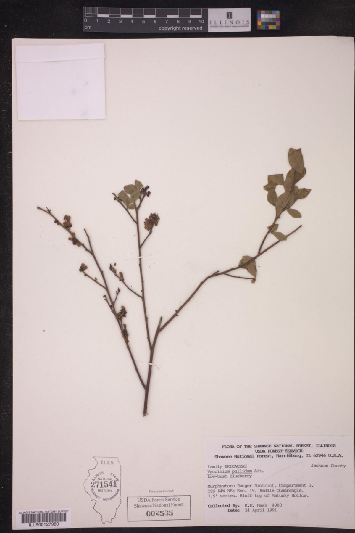 Vaccinium pallidum image