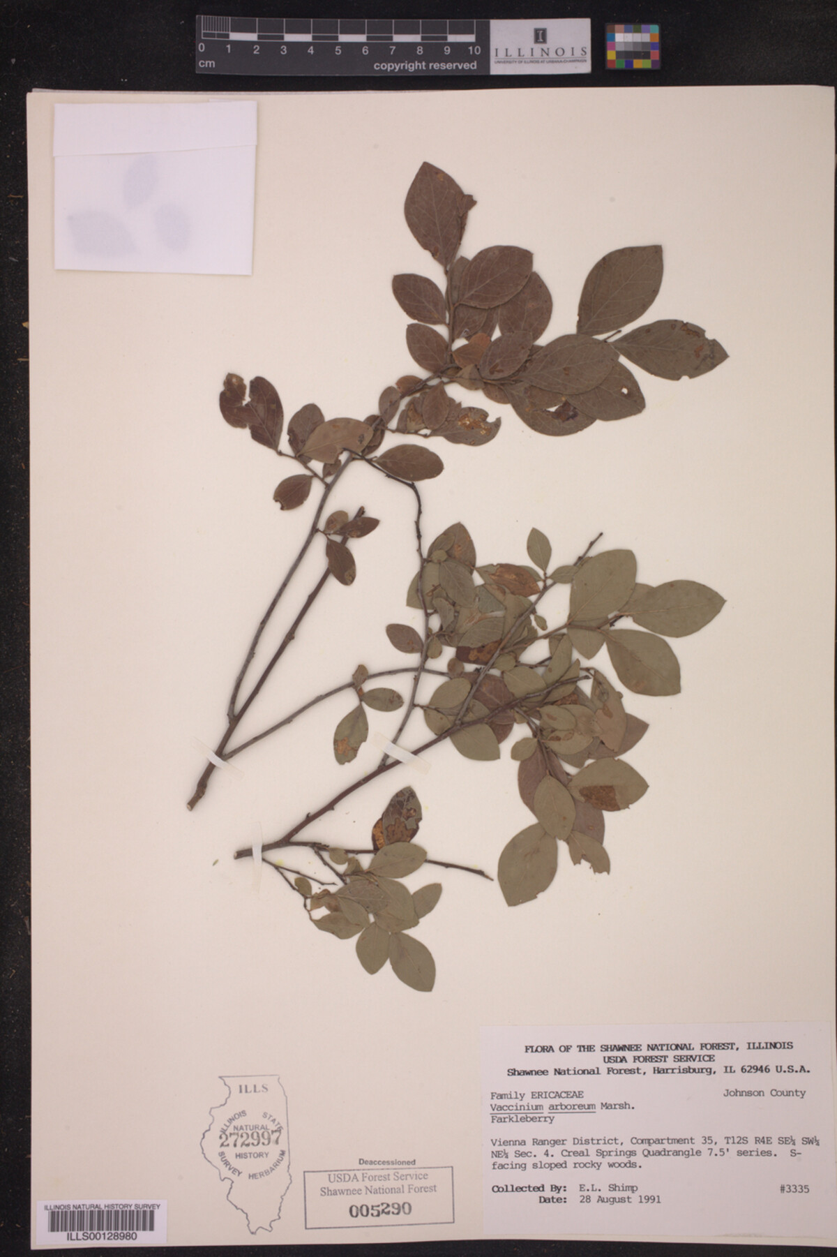 Vaccinium arboreum image