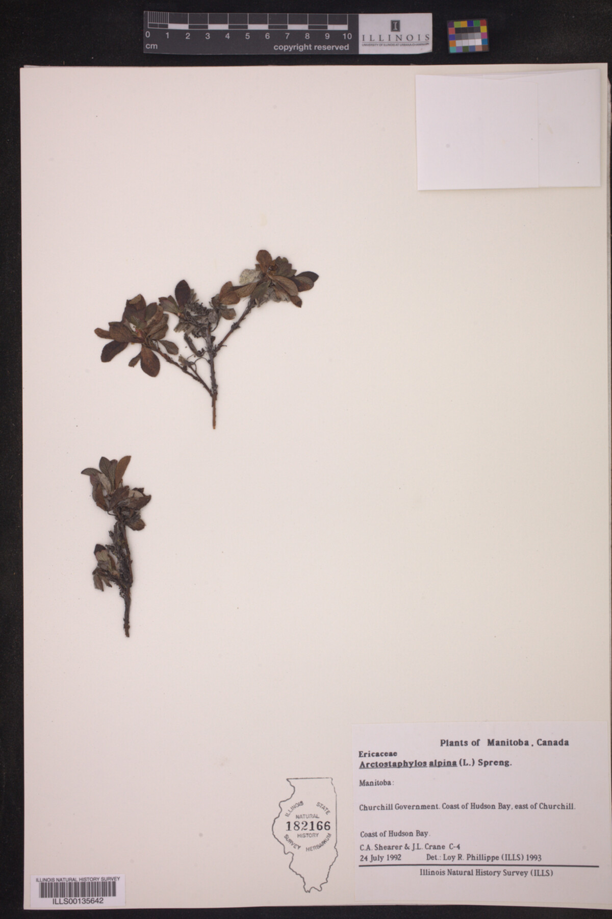 Arctous alpina image