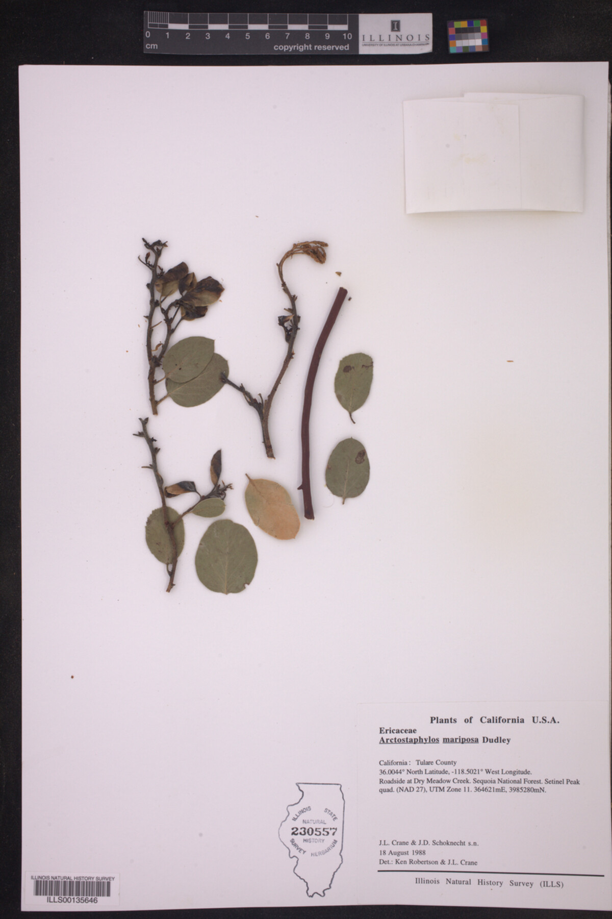 Arctostaphylos viscida subsp. mariposa image