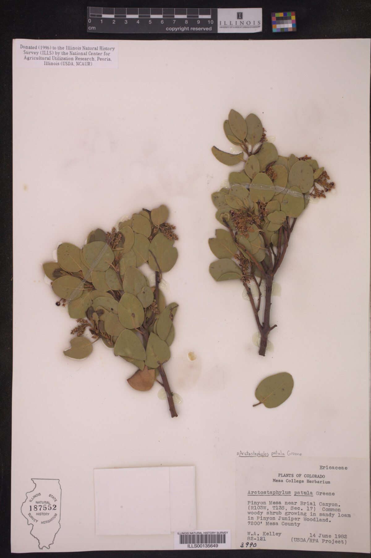 Arctostaphylos patula image