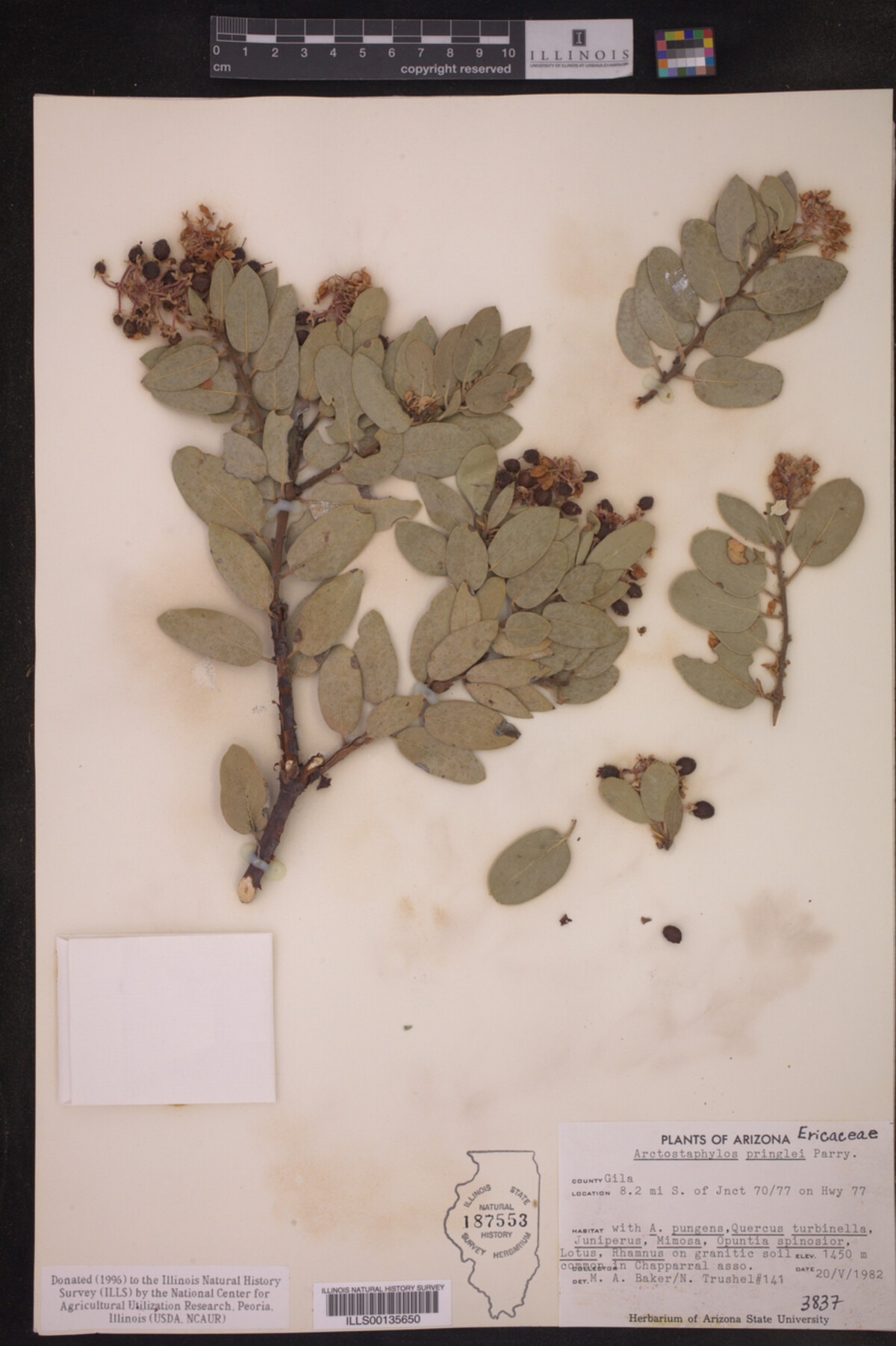 Arctostaphylos pringlei image