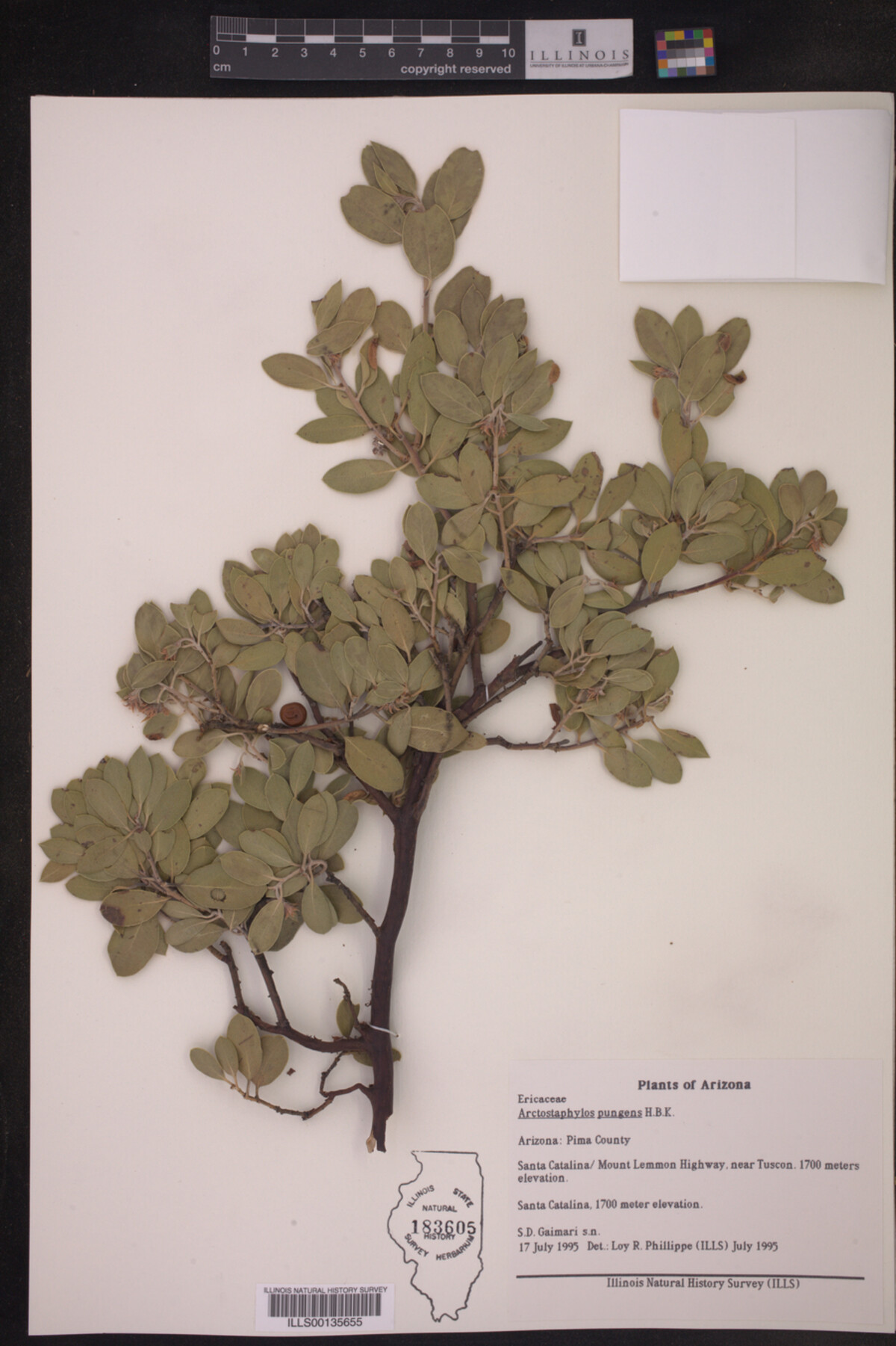 Arctostaphylos pungens image