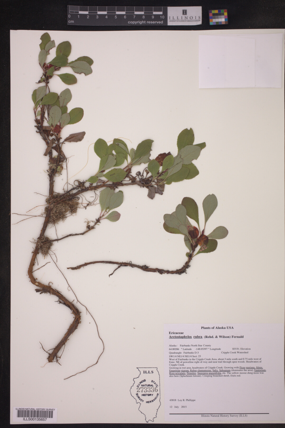 Arctous rubra image