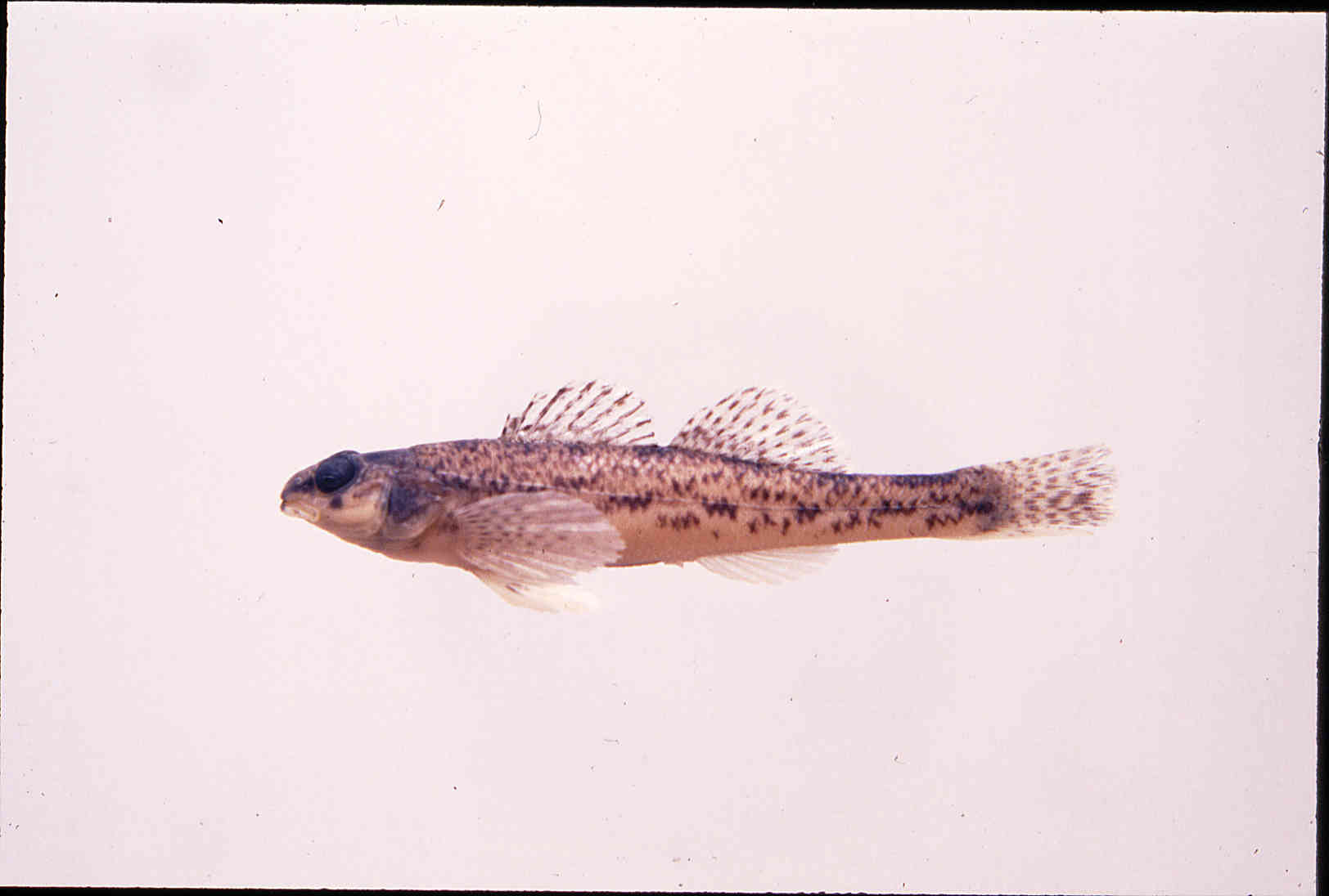 Etheostoma nigrum image