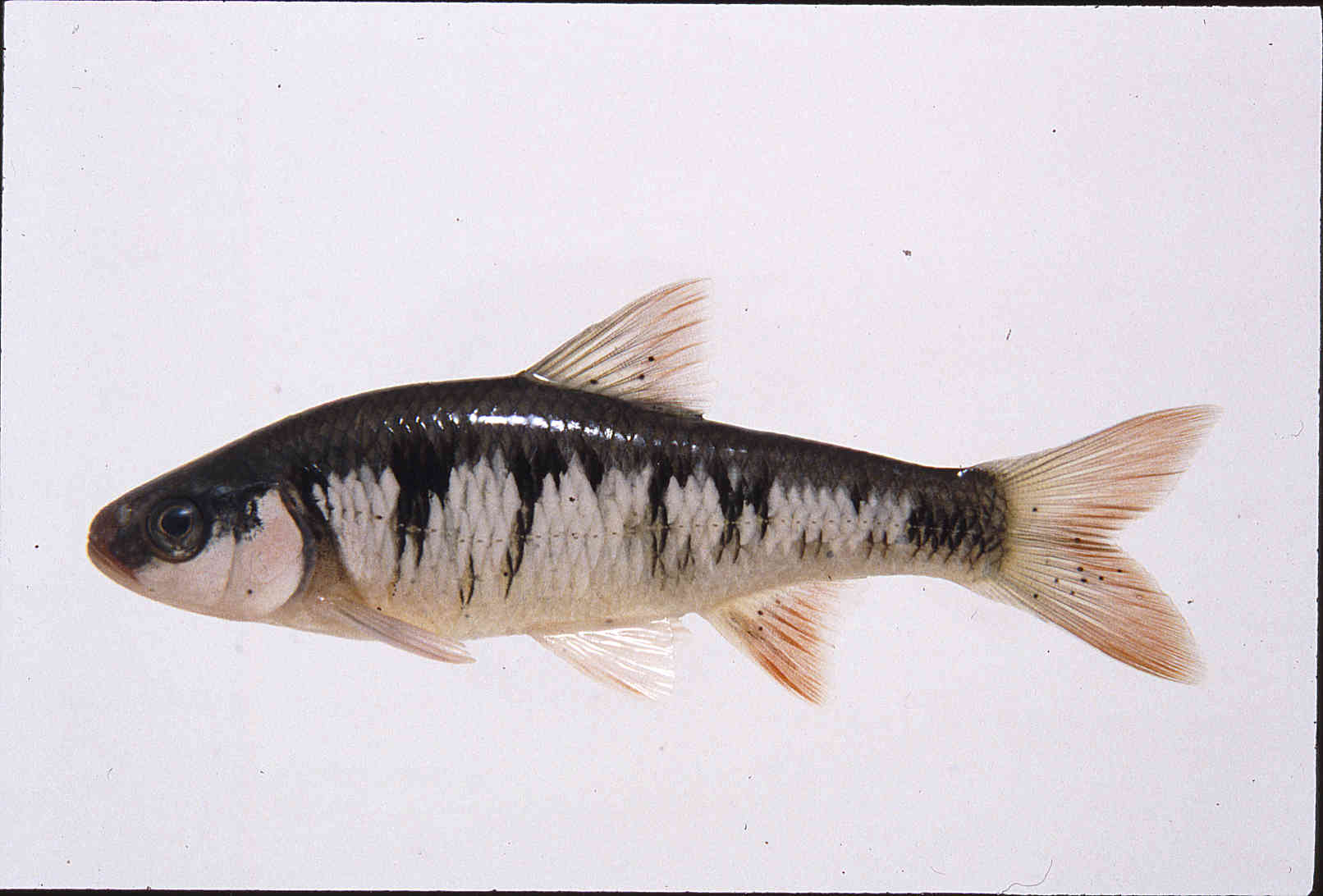 Luxilus cerasinus image